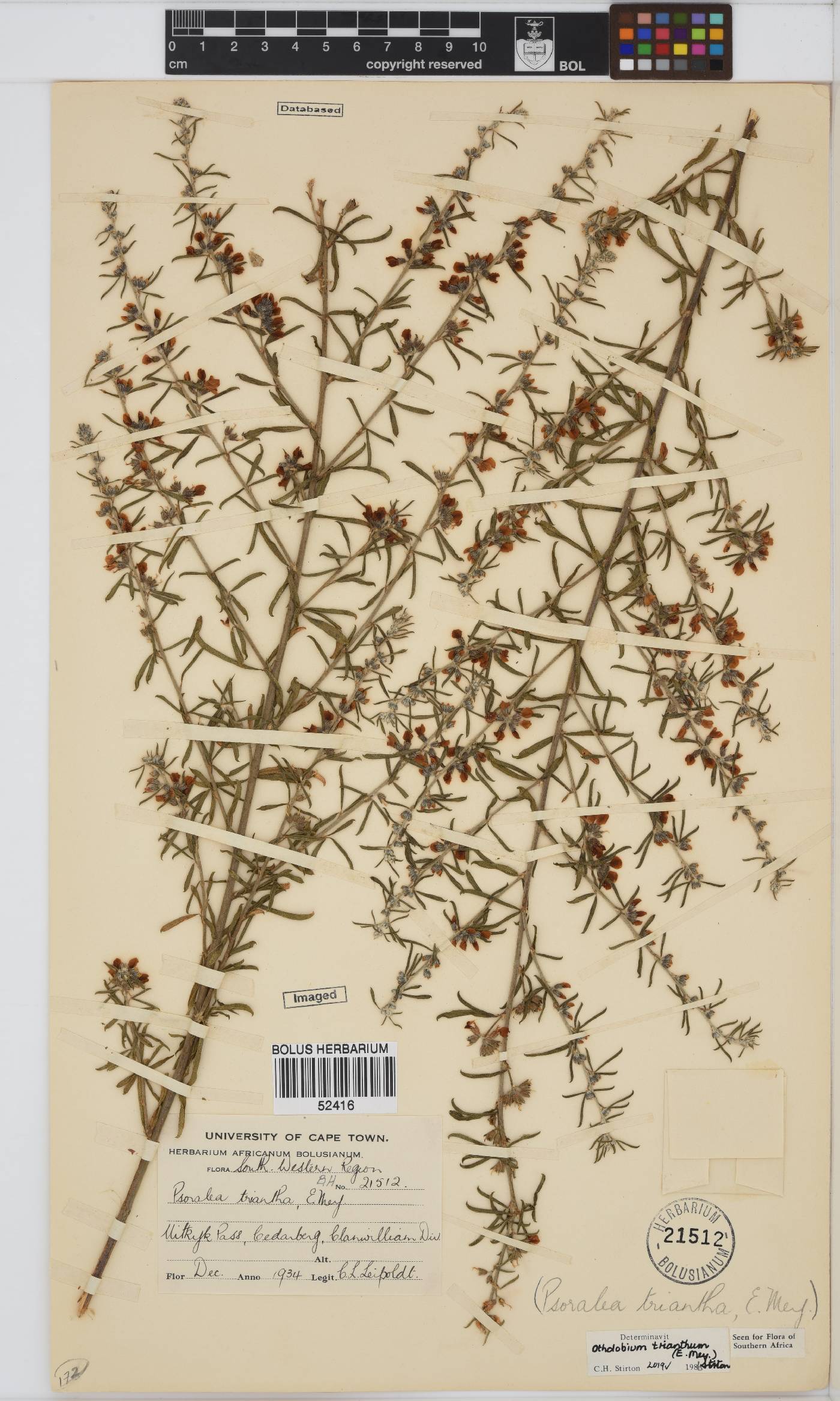Otholobium trianthum image