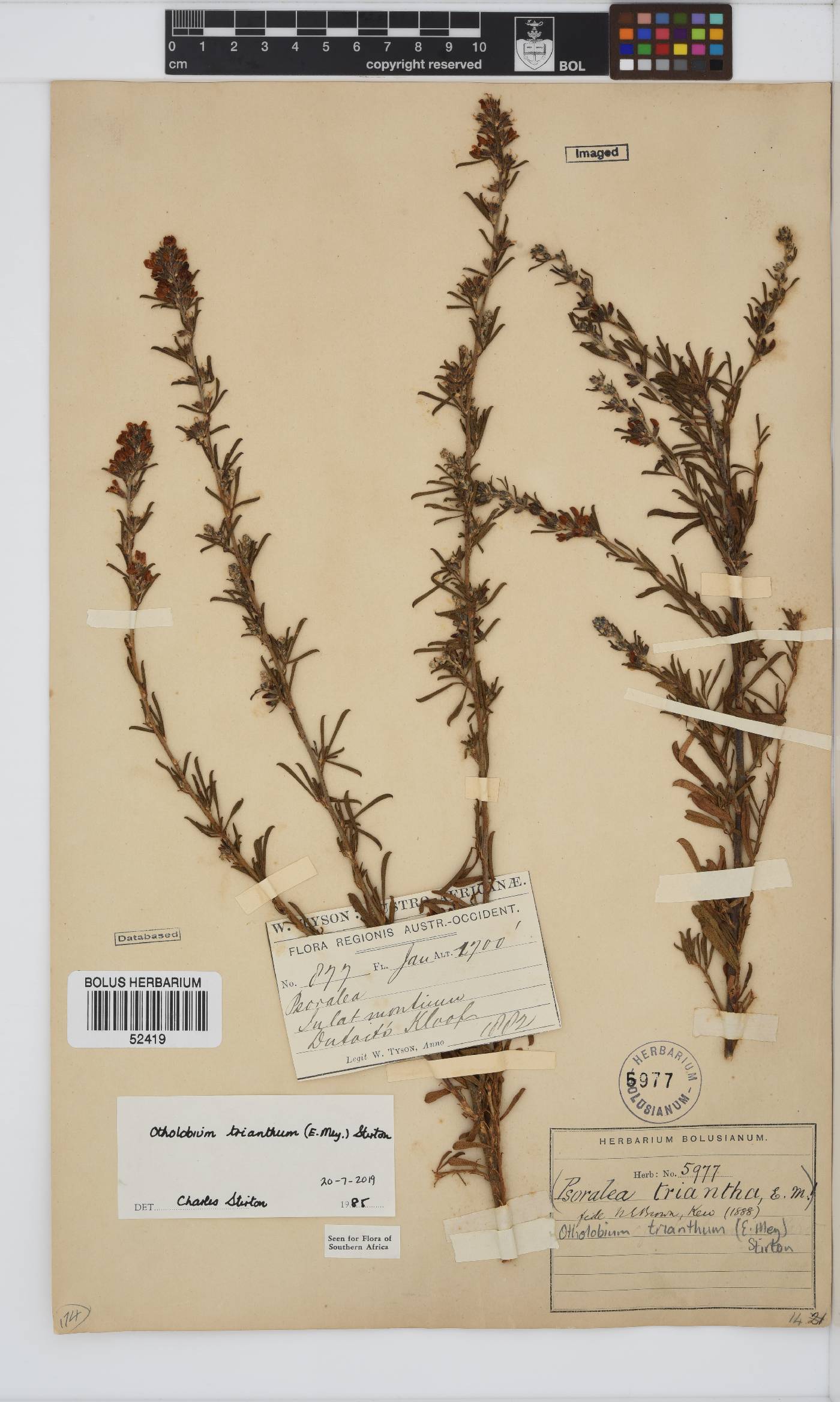 Otholobium trianthum image