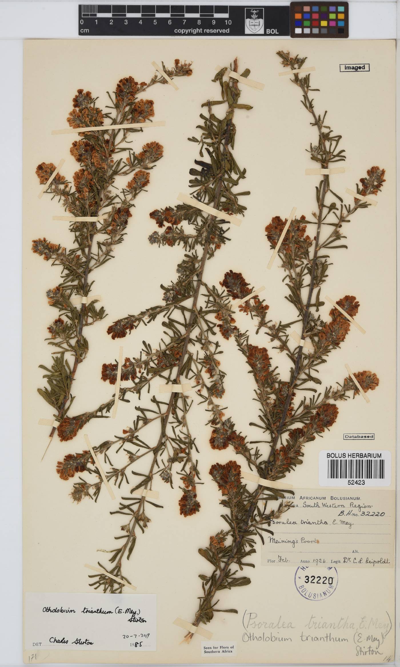 Otholobium trianthum image