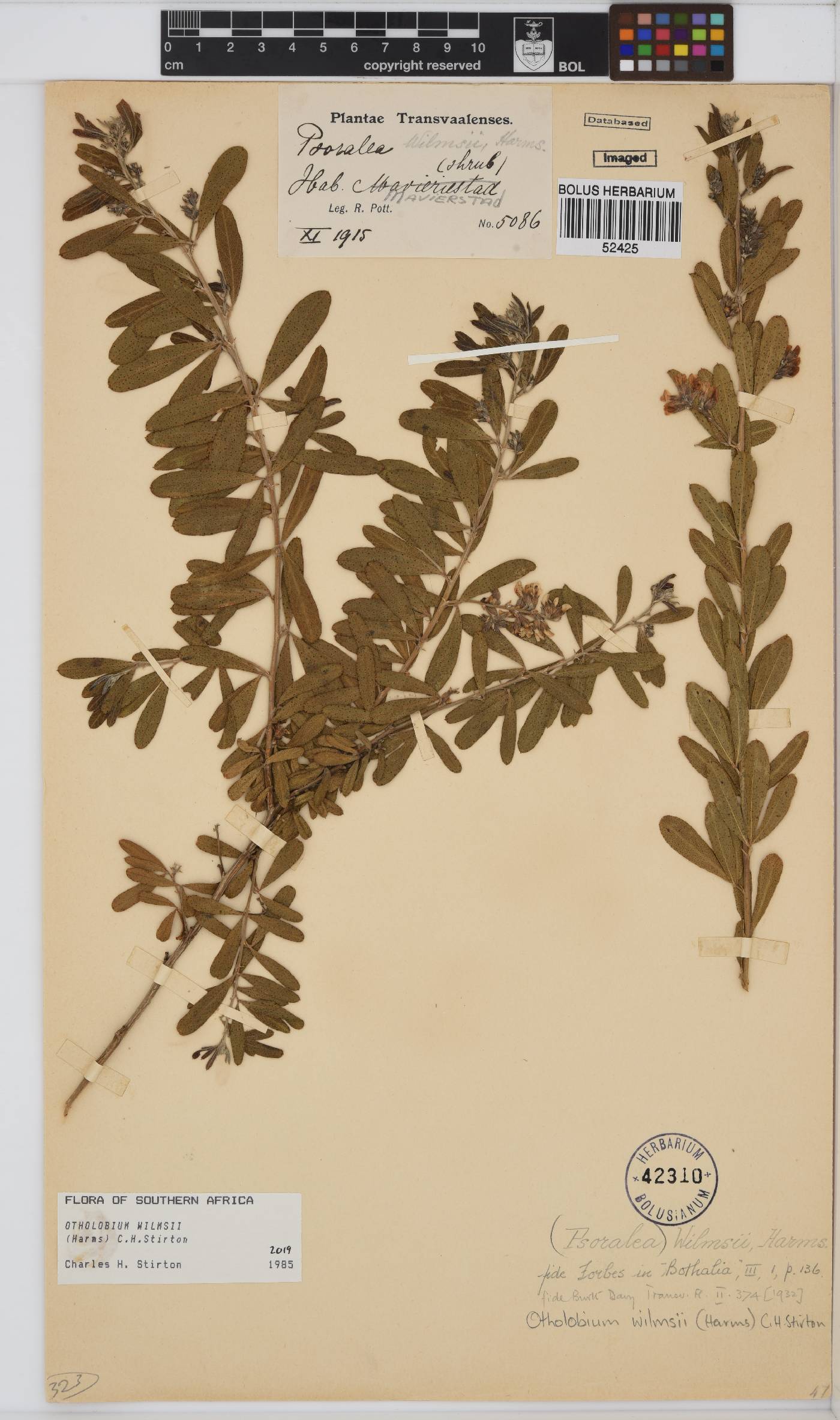 Otholobium wilmsii image