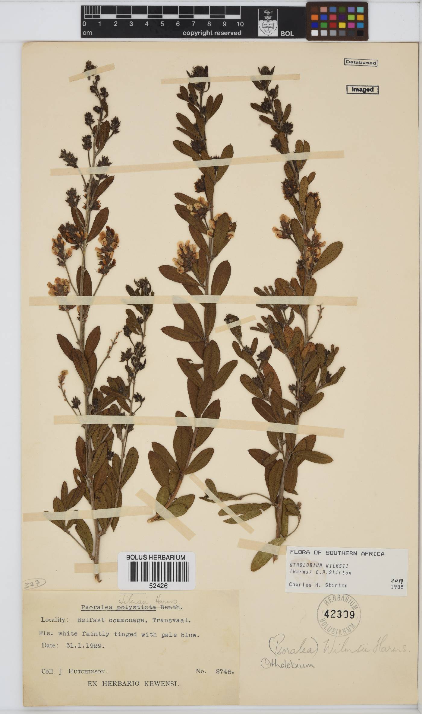 Otholobium wilmsii image
