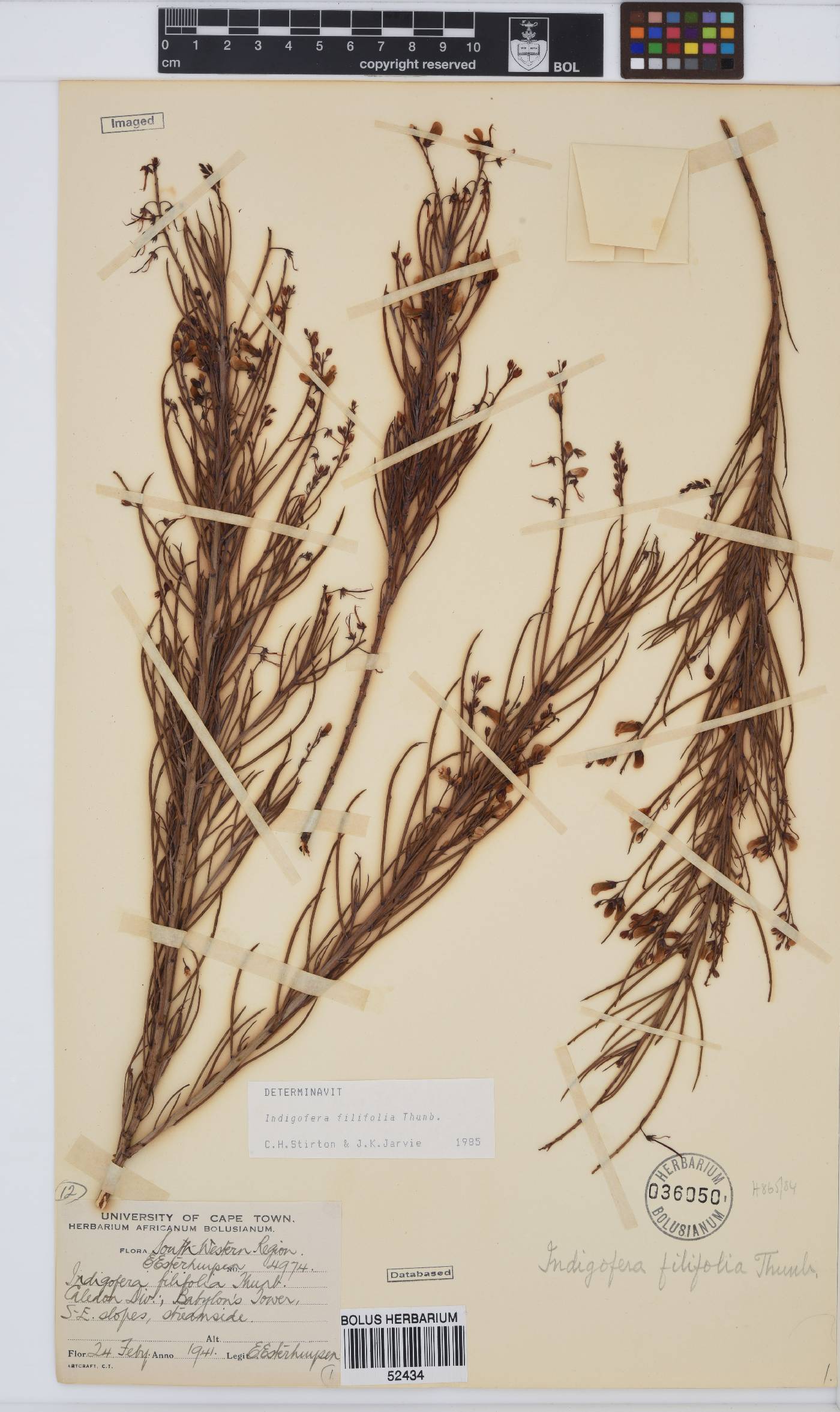 Indigofera filifolia image