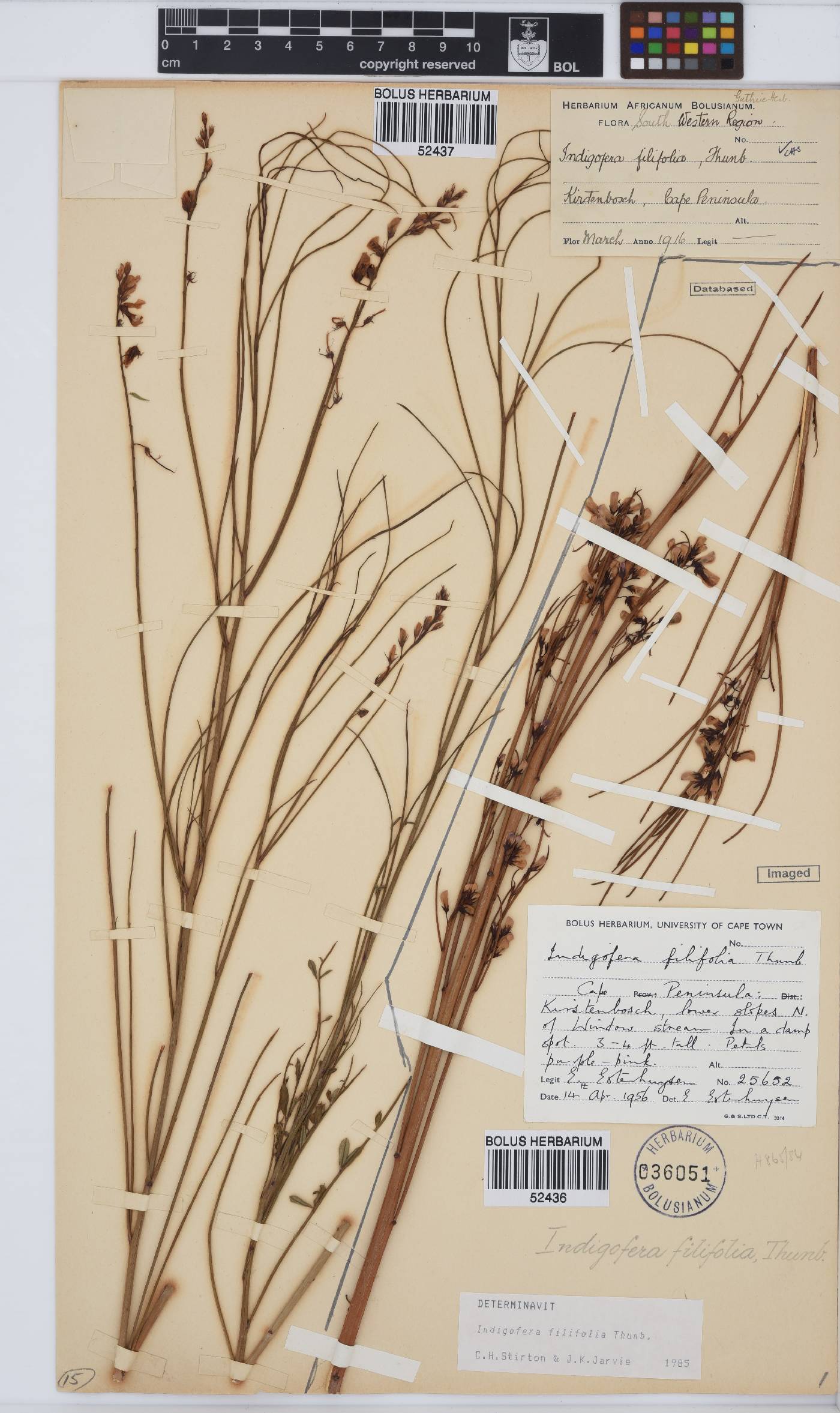 Indigofera filifolia image