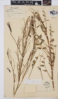Indigofera filifolia image