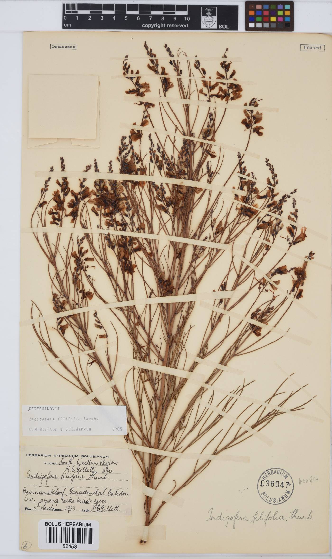 Indigofera filifolia image