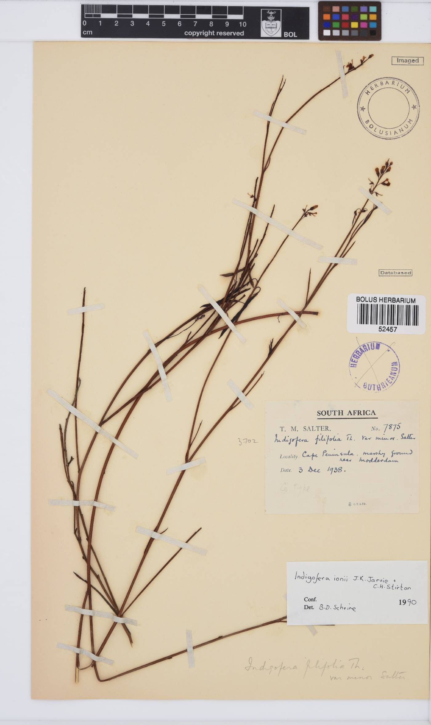 Indigofera ionii image