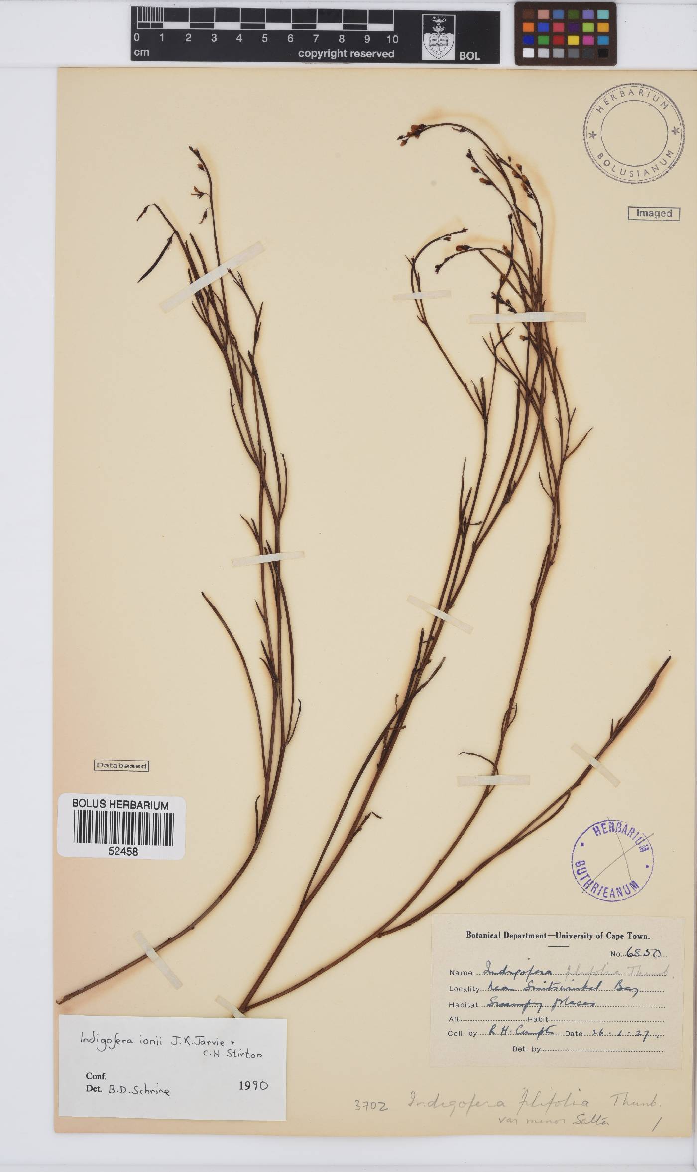 Indigofera ionii image