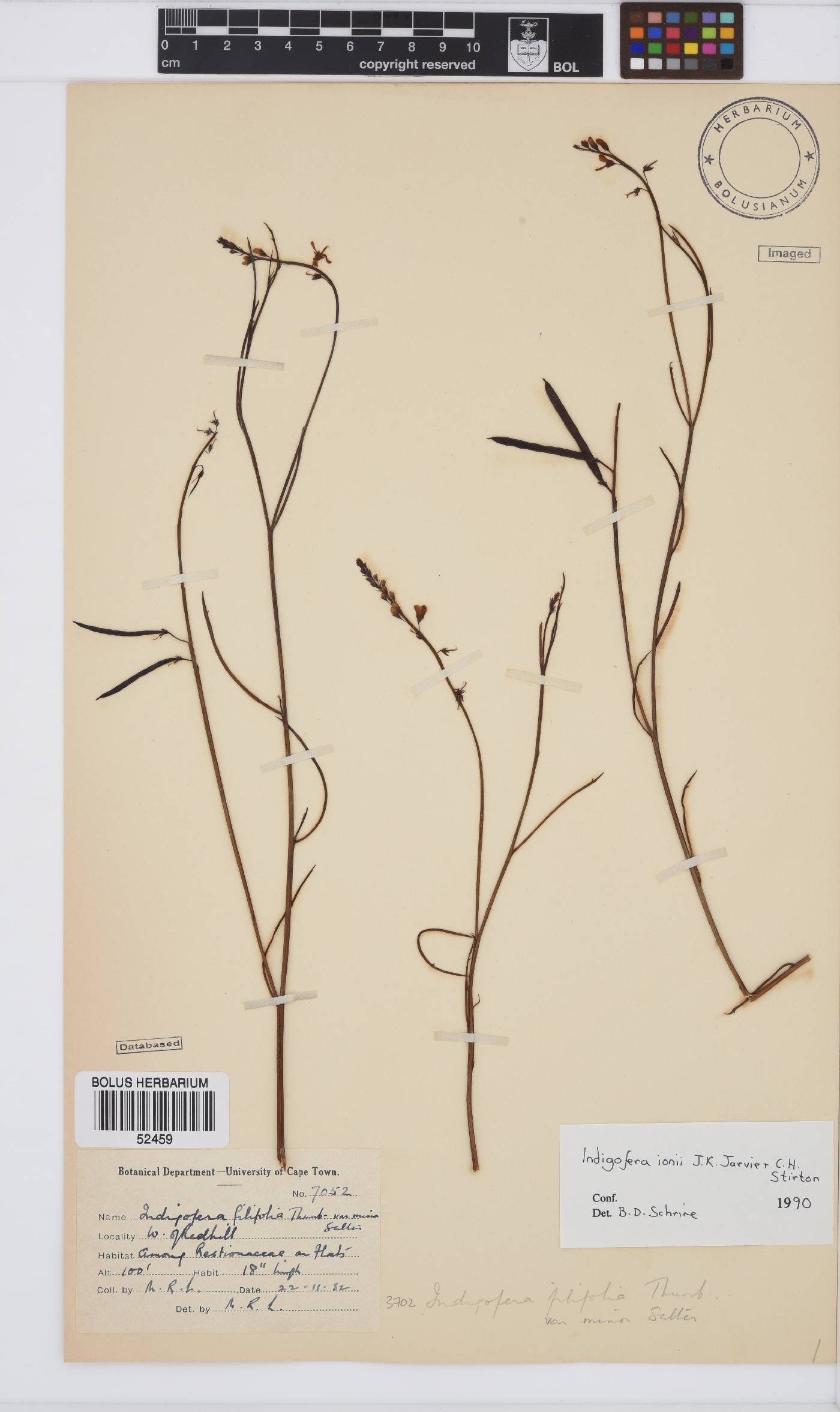 Indigofera ionii image