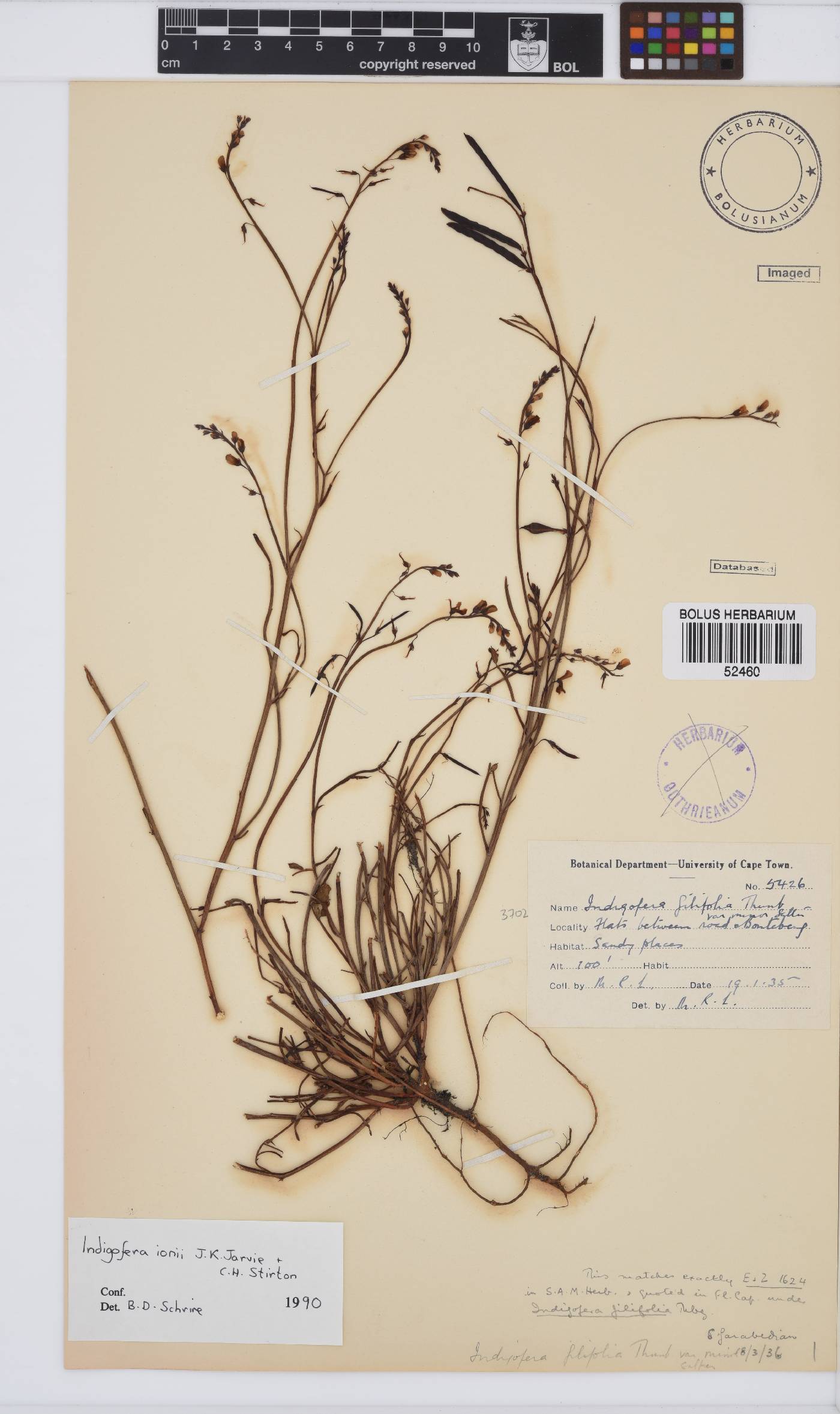 Indigofera ionii image