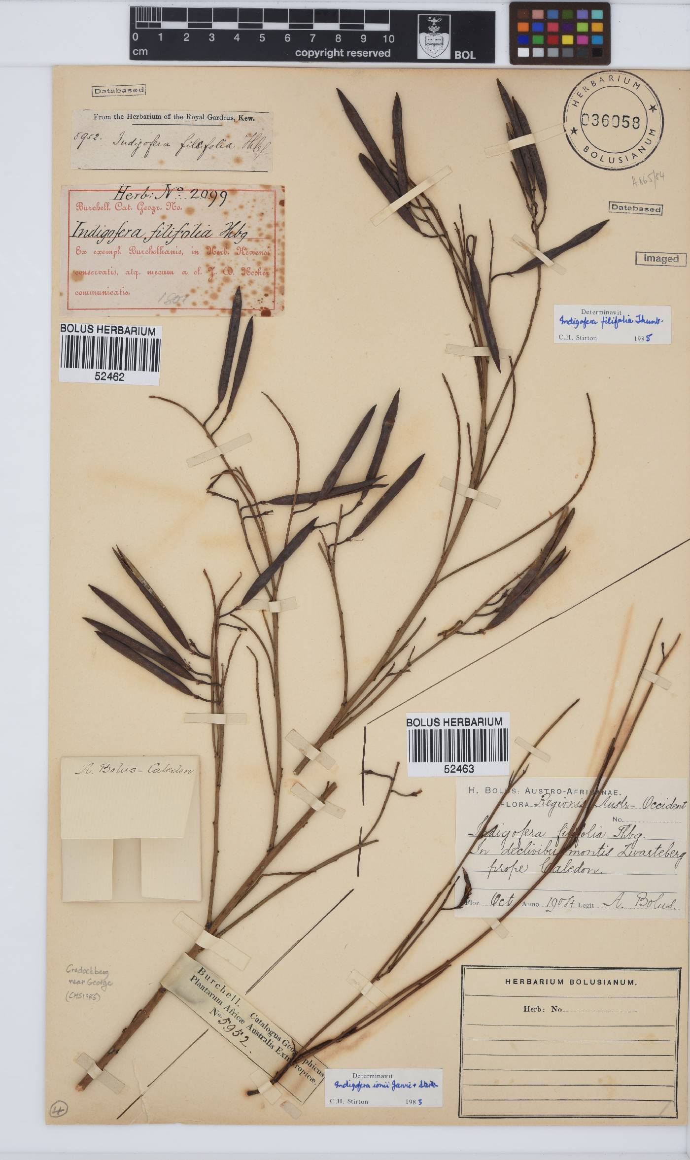 Indigofera ionii image