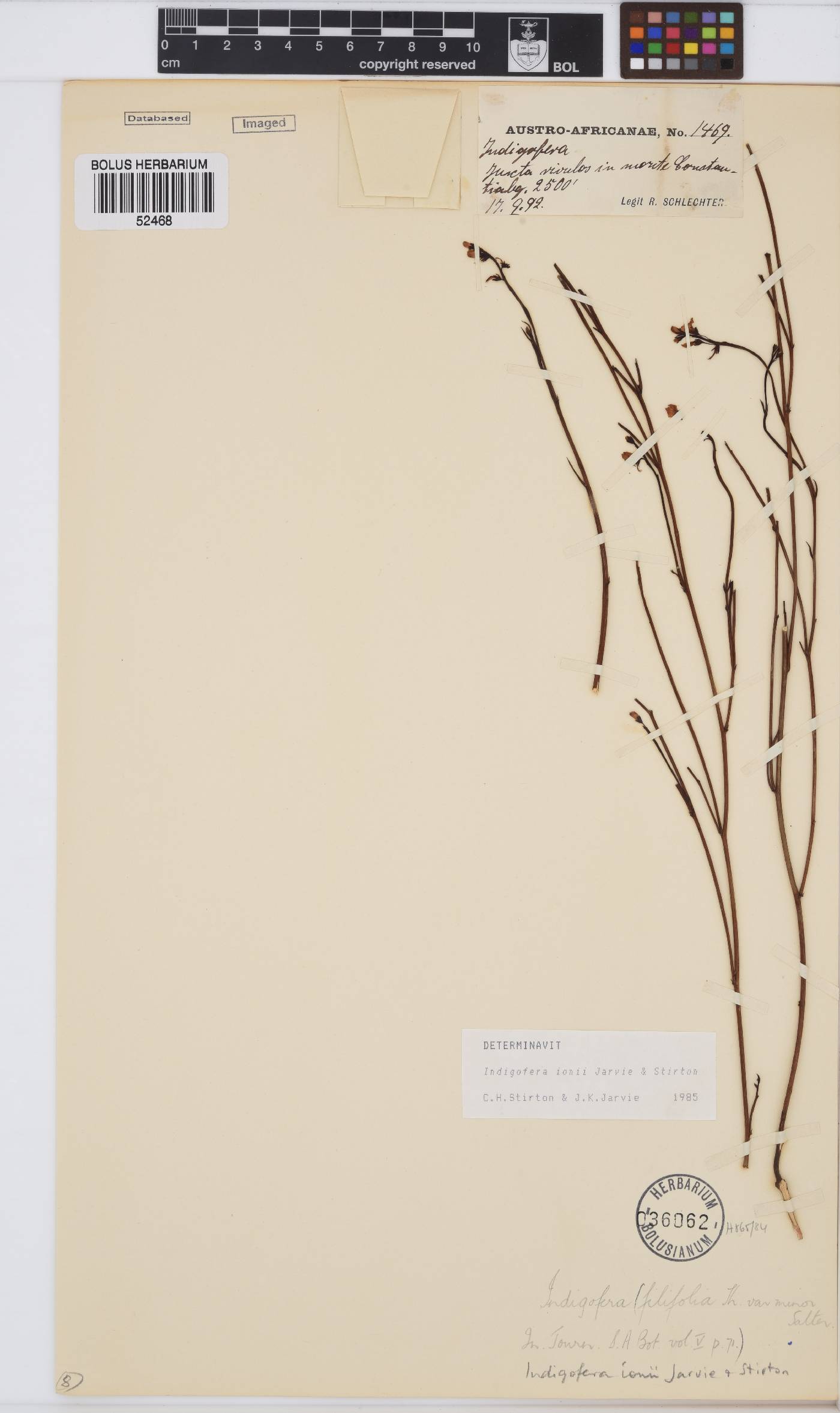 Indigofera ionii image