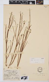 Indigofera gifbergensis image