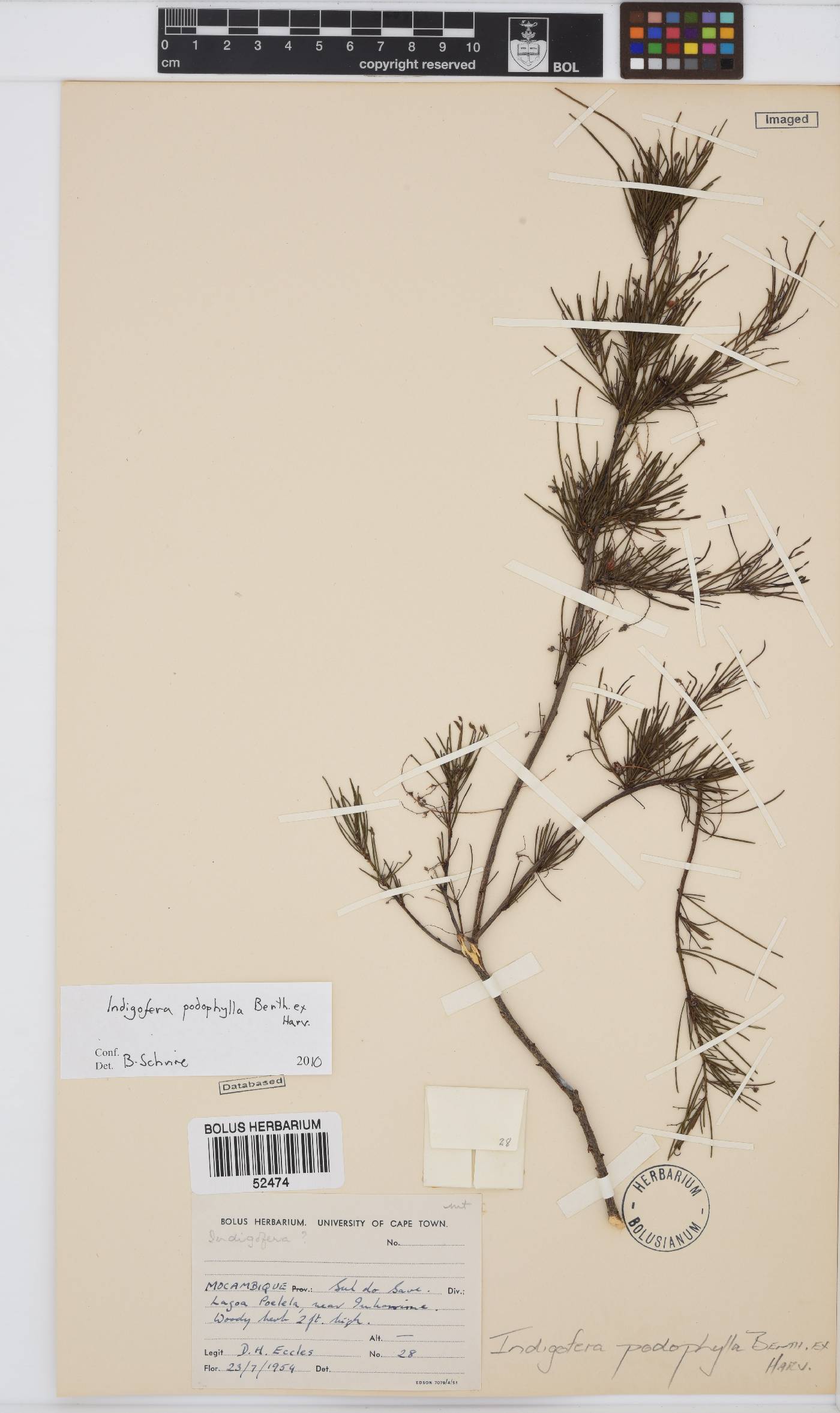 Indigofera podophylla image