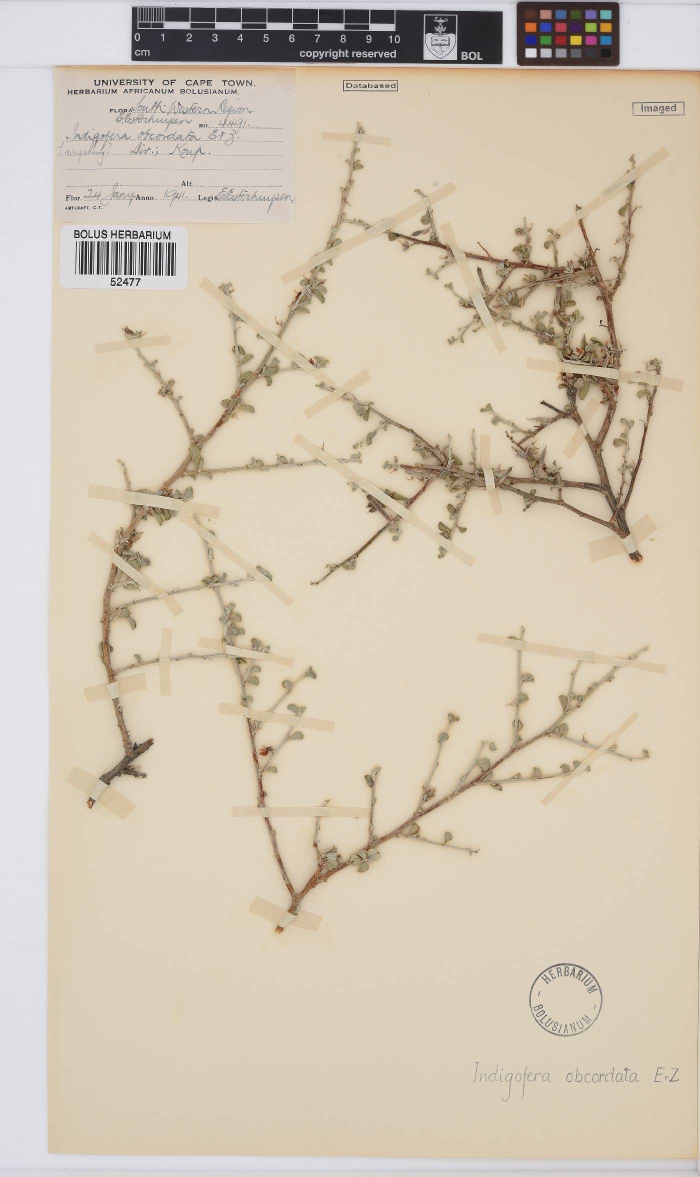 Indigofera obcordata image