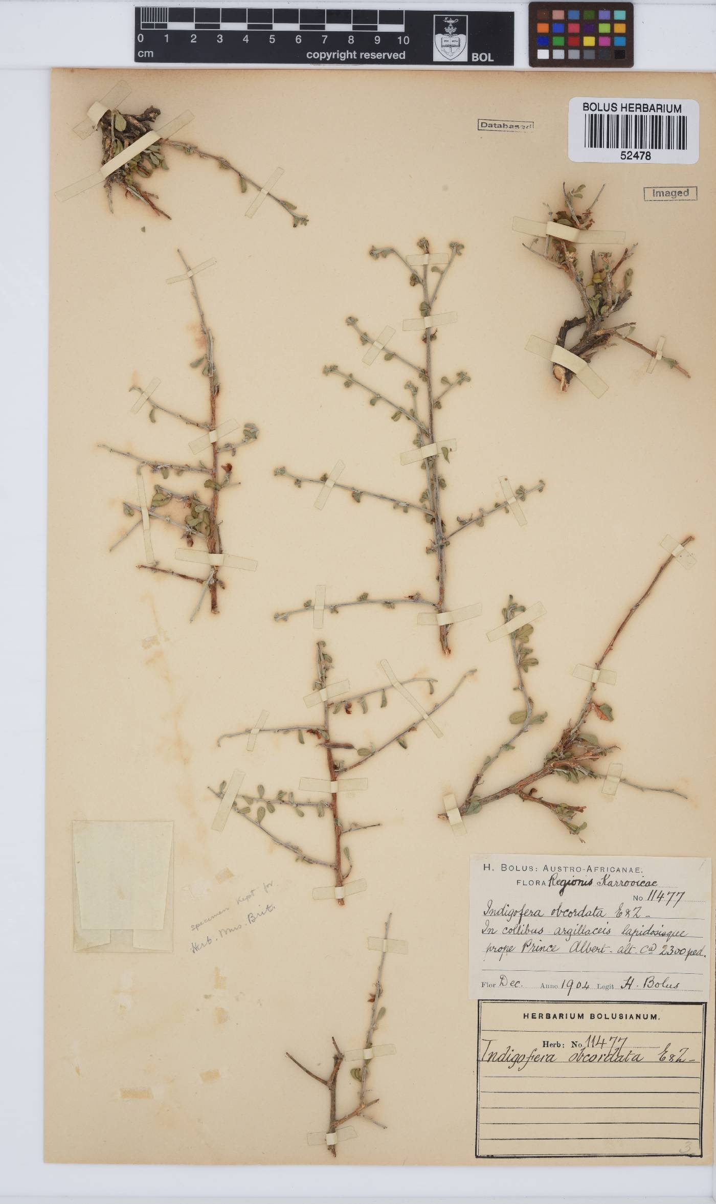 Indigofera obcordata image