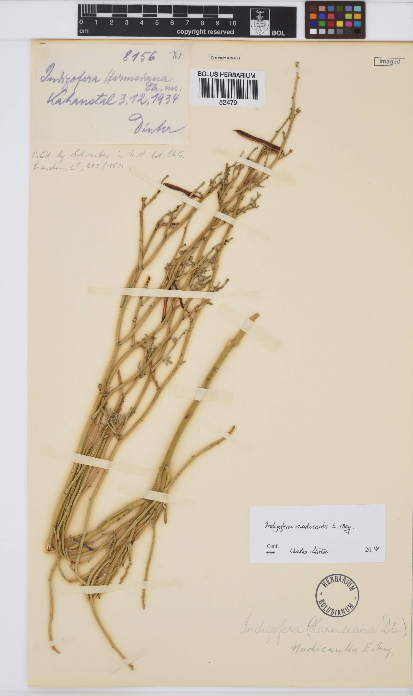 Indigofera nudicaulis image