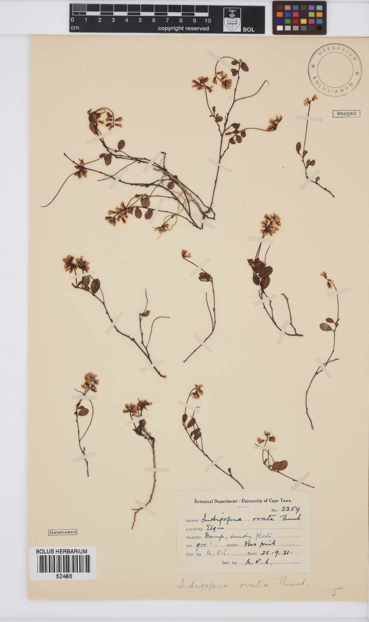 Indigofera ovata image