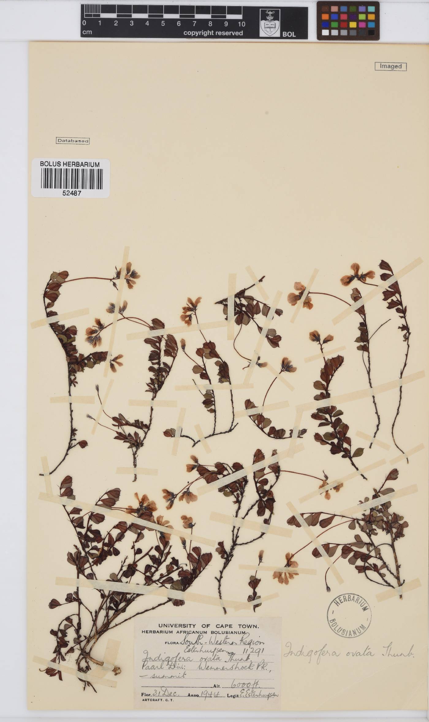 Indigofera ovata image