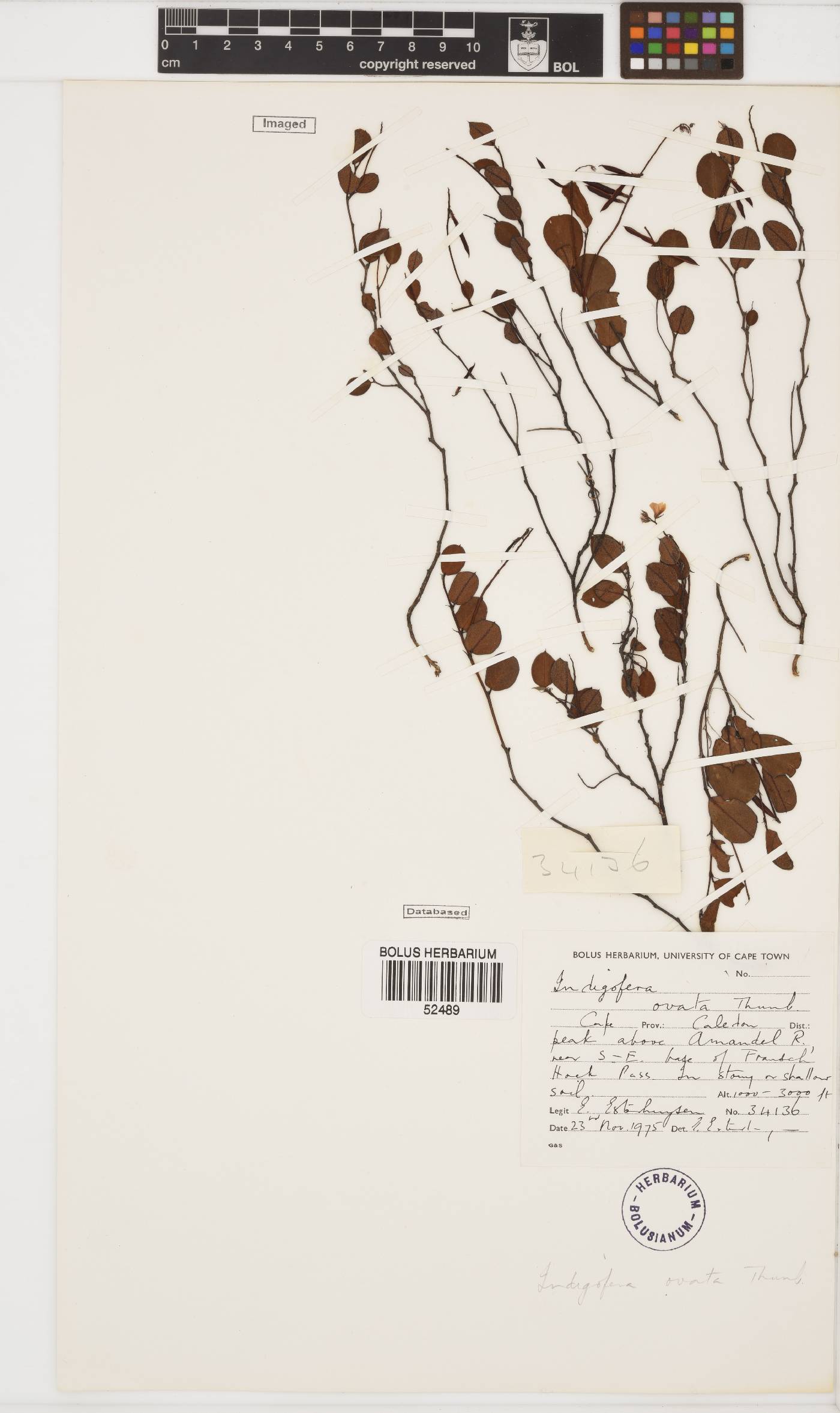 Indigofera ovata image