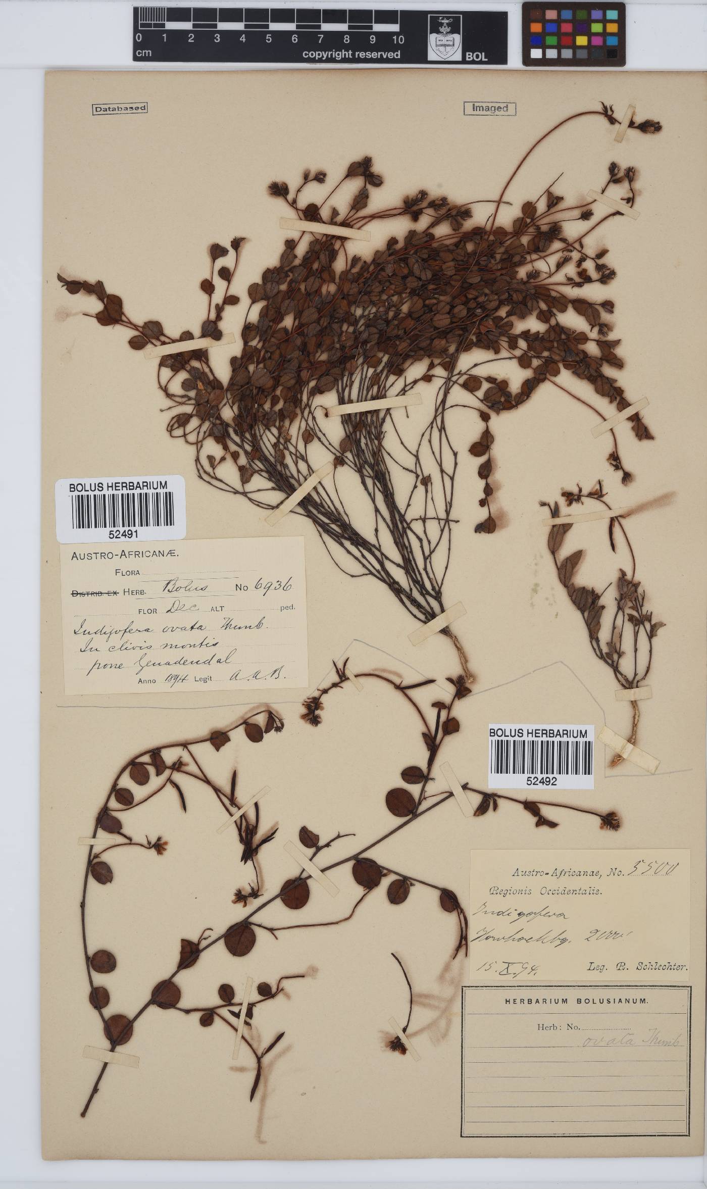 Indigofera ovata image