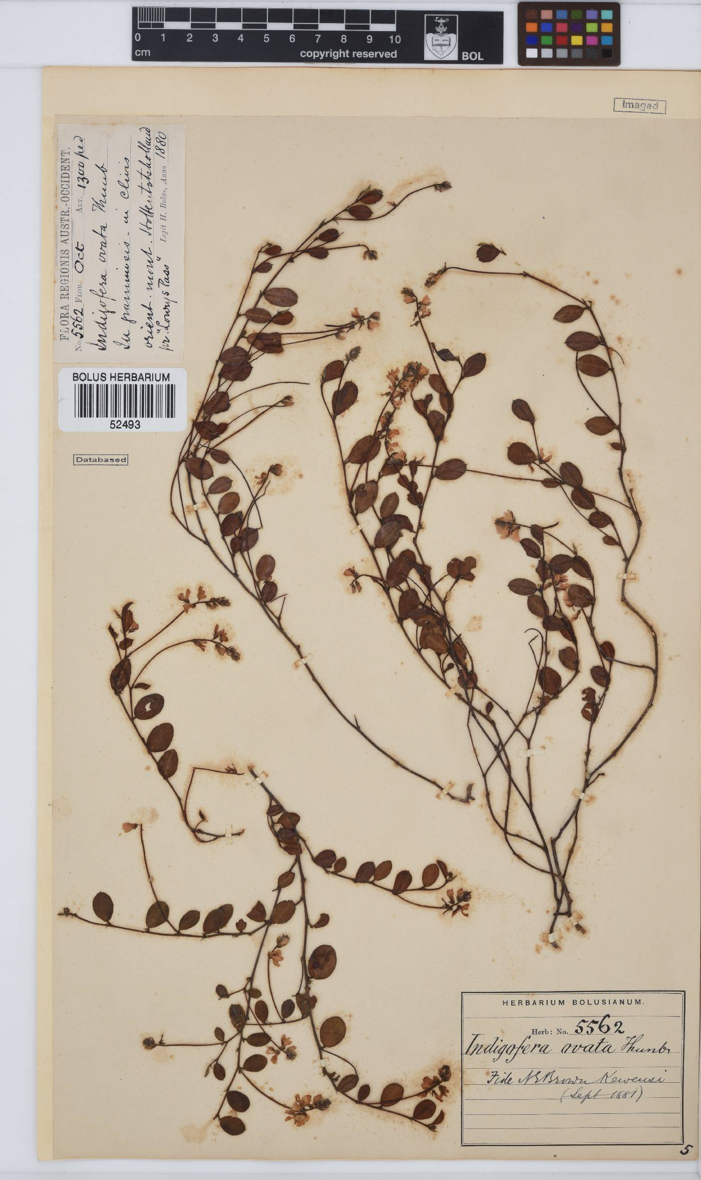 Indigofera ovata image