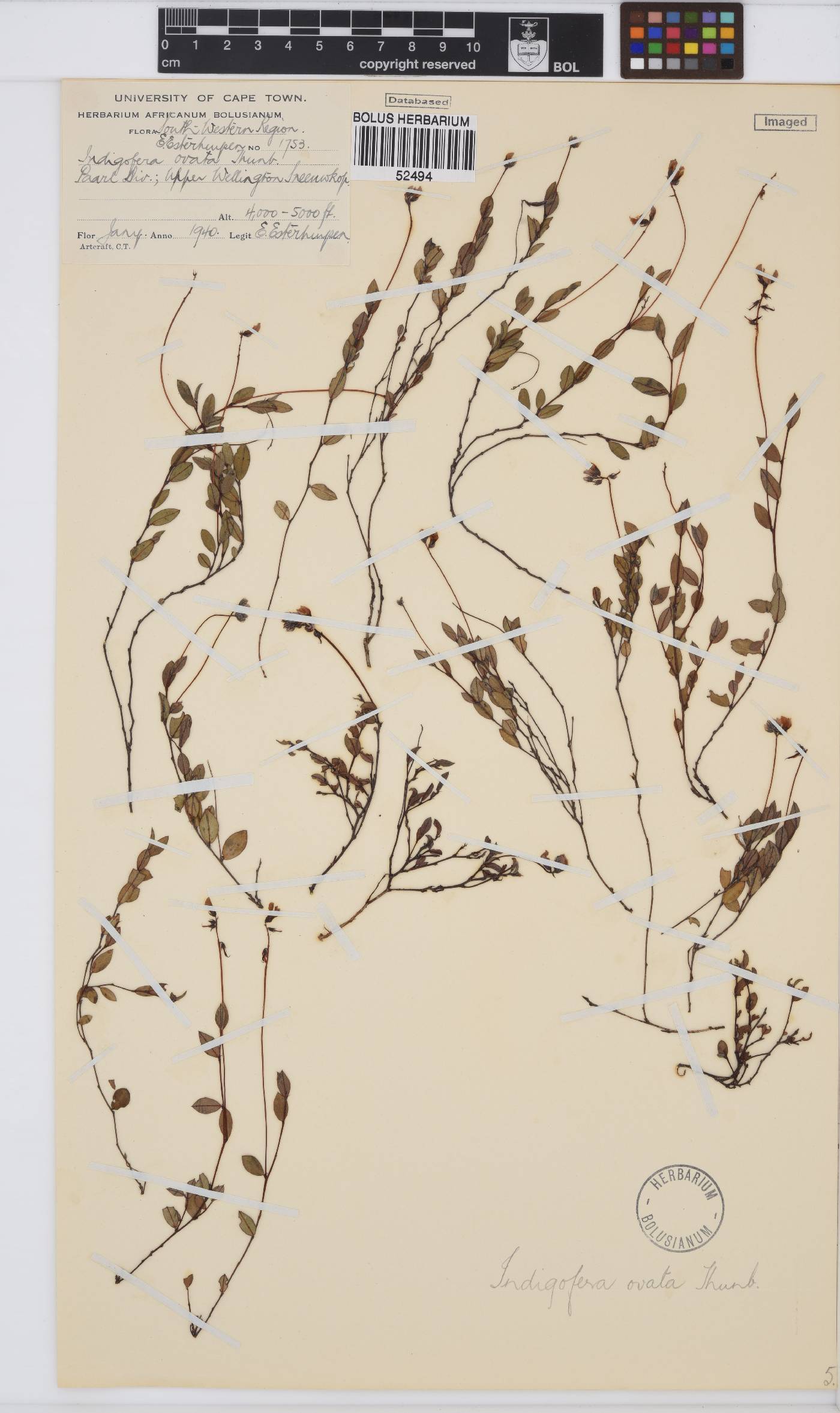 Indigofera ovata image