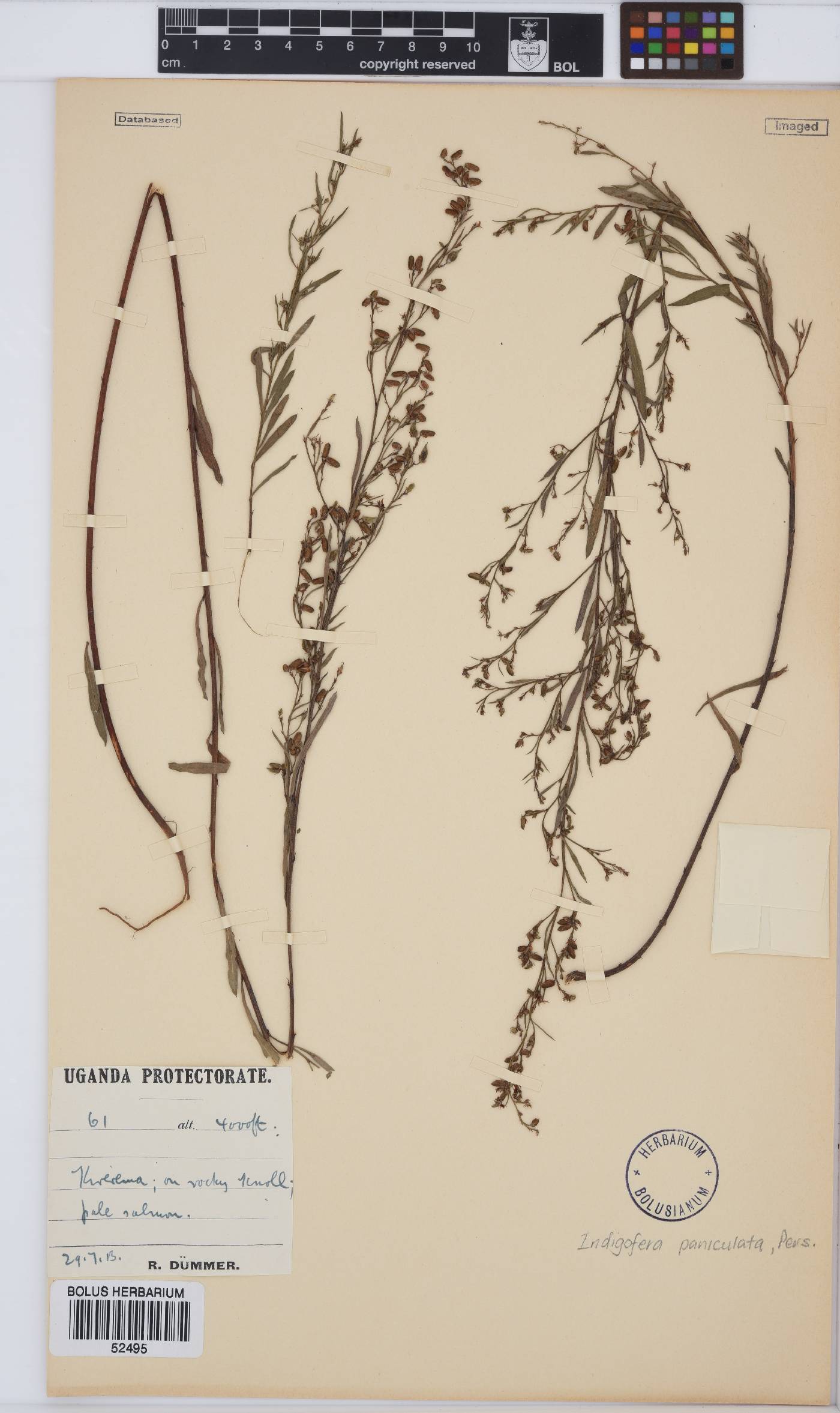 Indigofera paniculata image