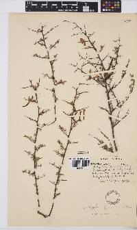 Indigofera nigromontana image