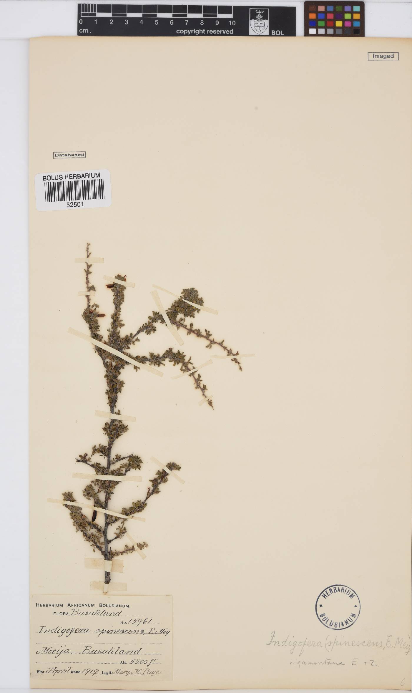 Indigofera nigromontana image