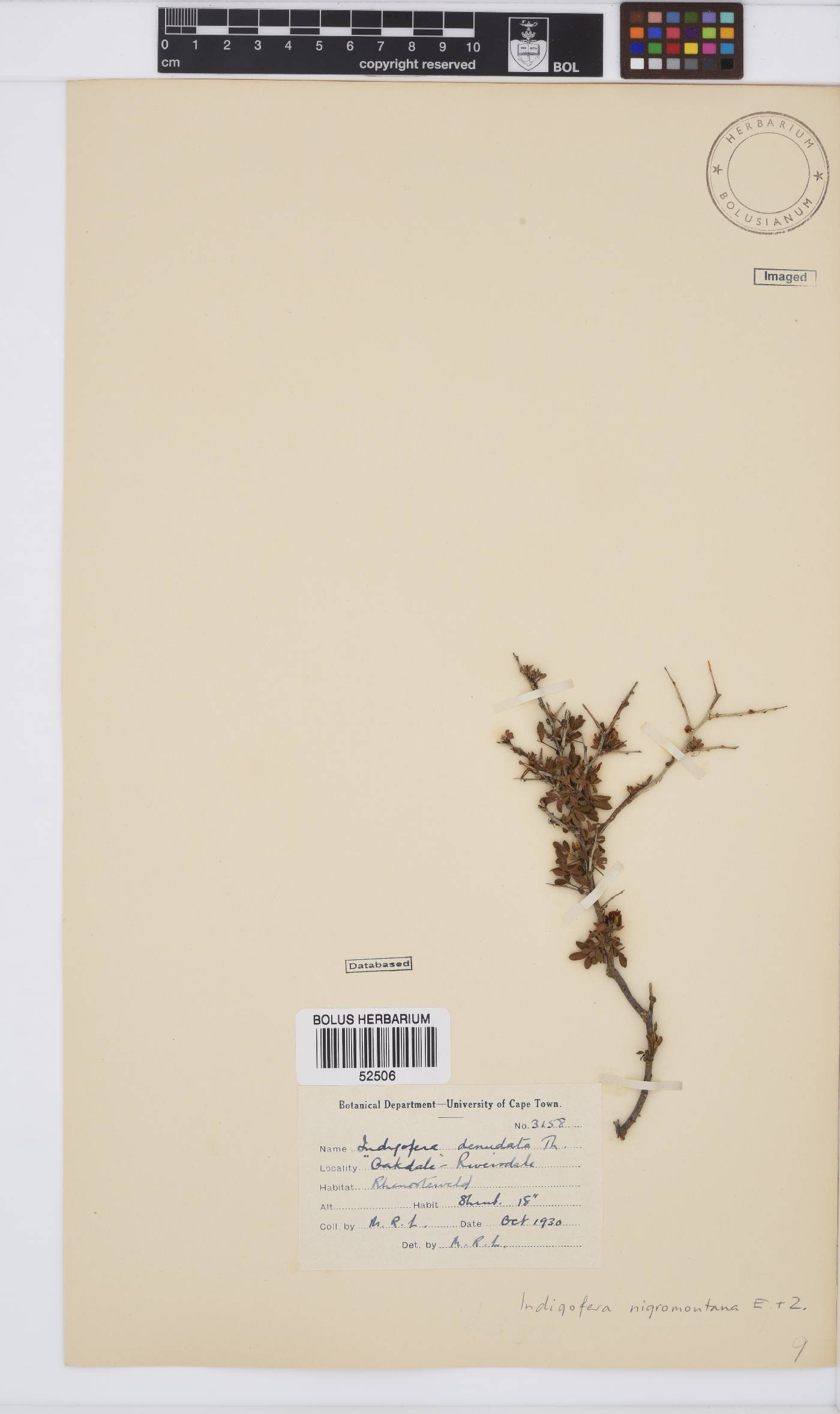 Indigofera nigromontana image