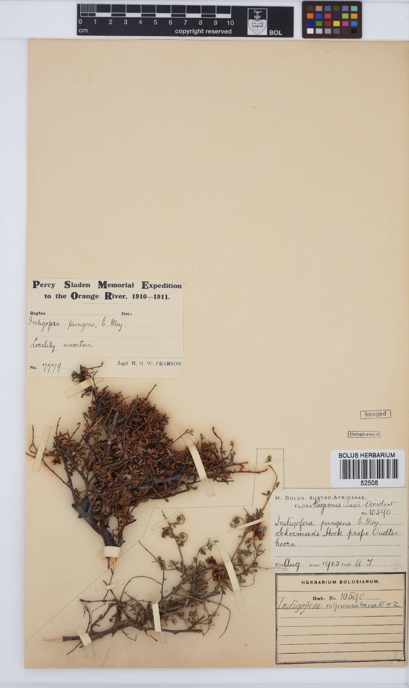 Indigofera nigromontana image