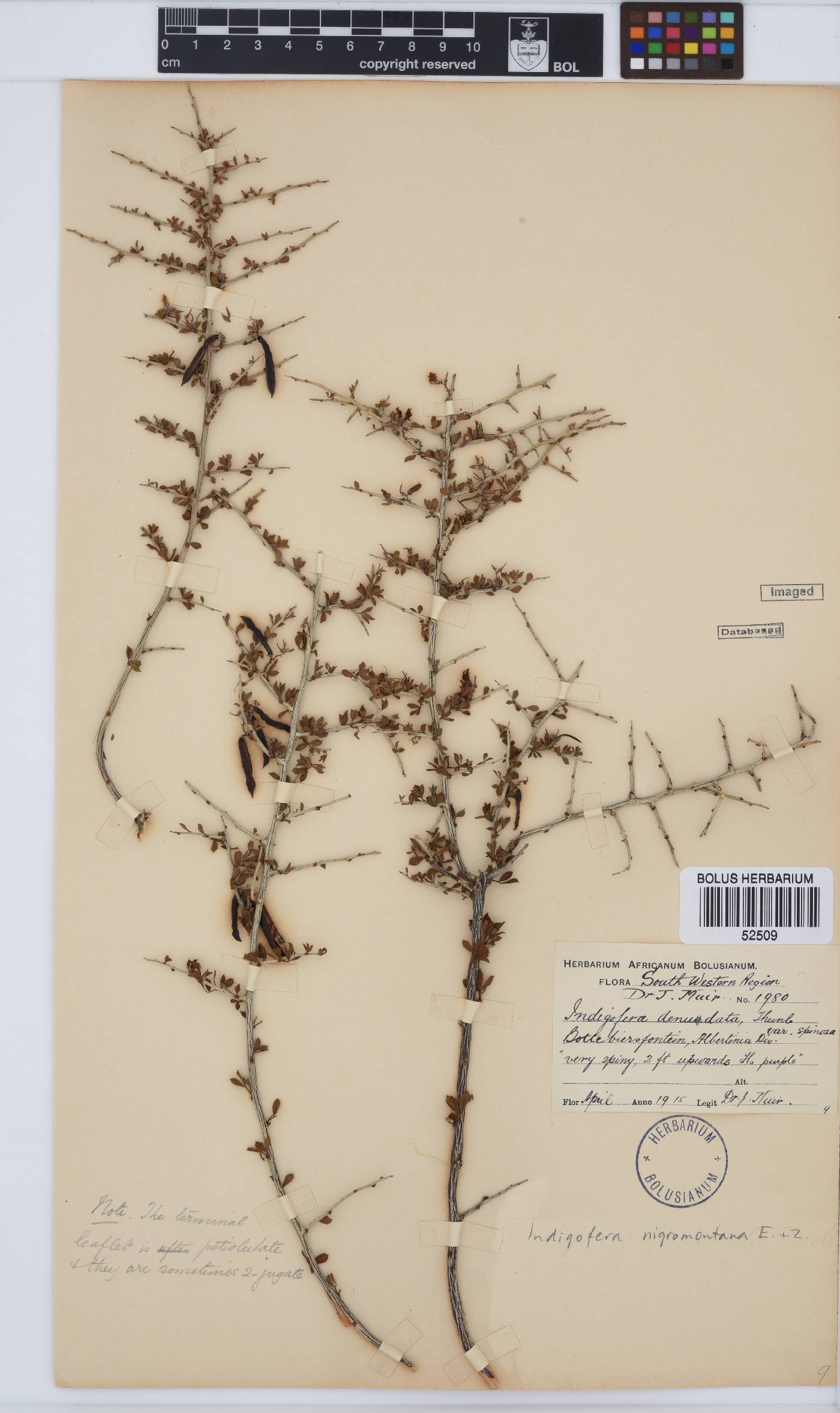 Indigofera nigromontana image