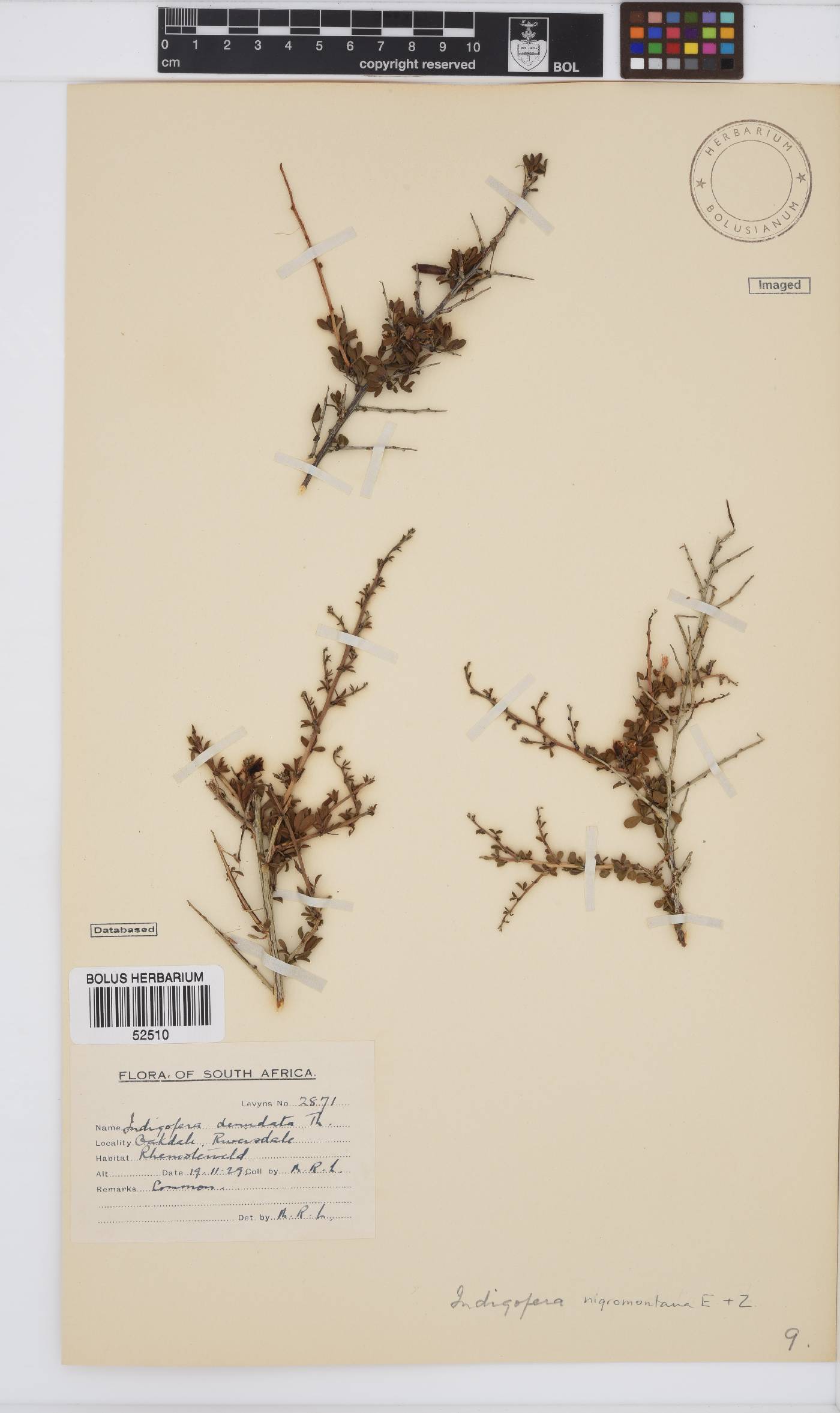 Indigofera nigromontana image