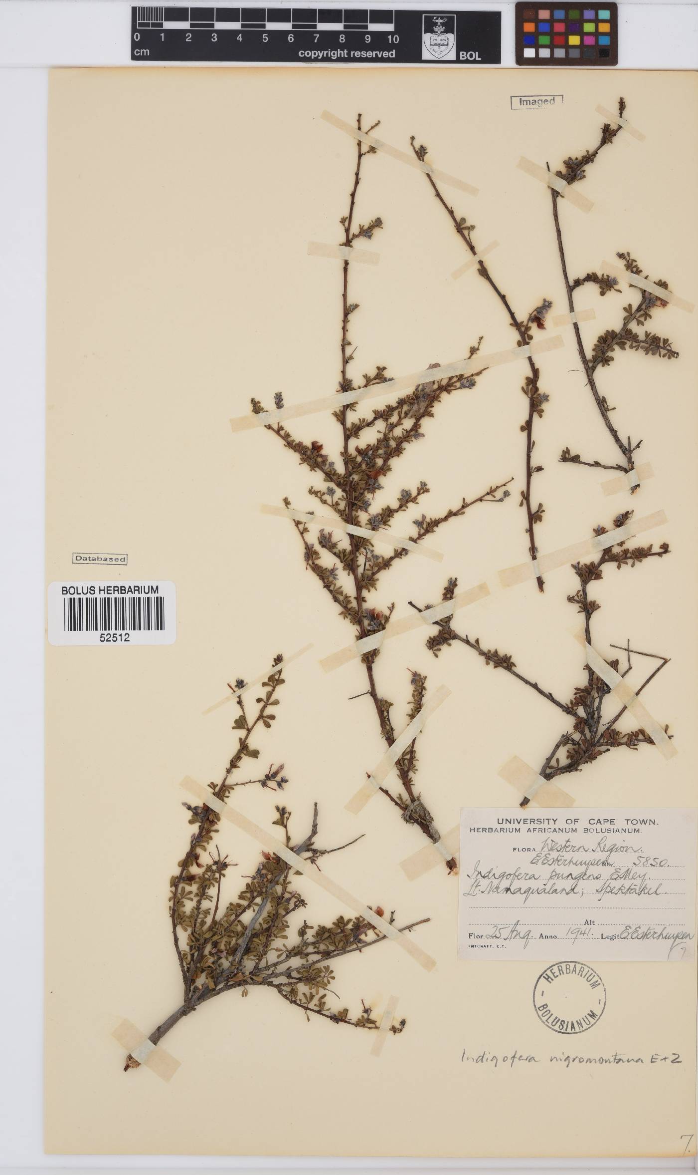 Indigofera nigromontana image