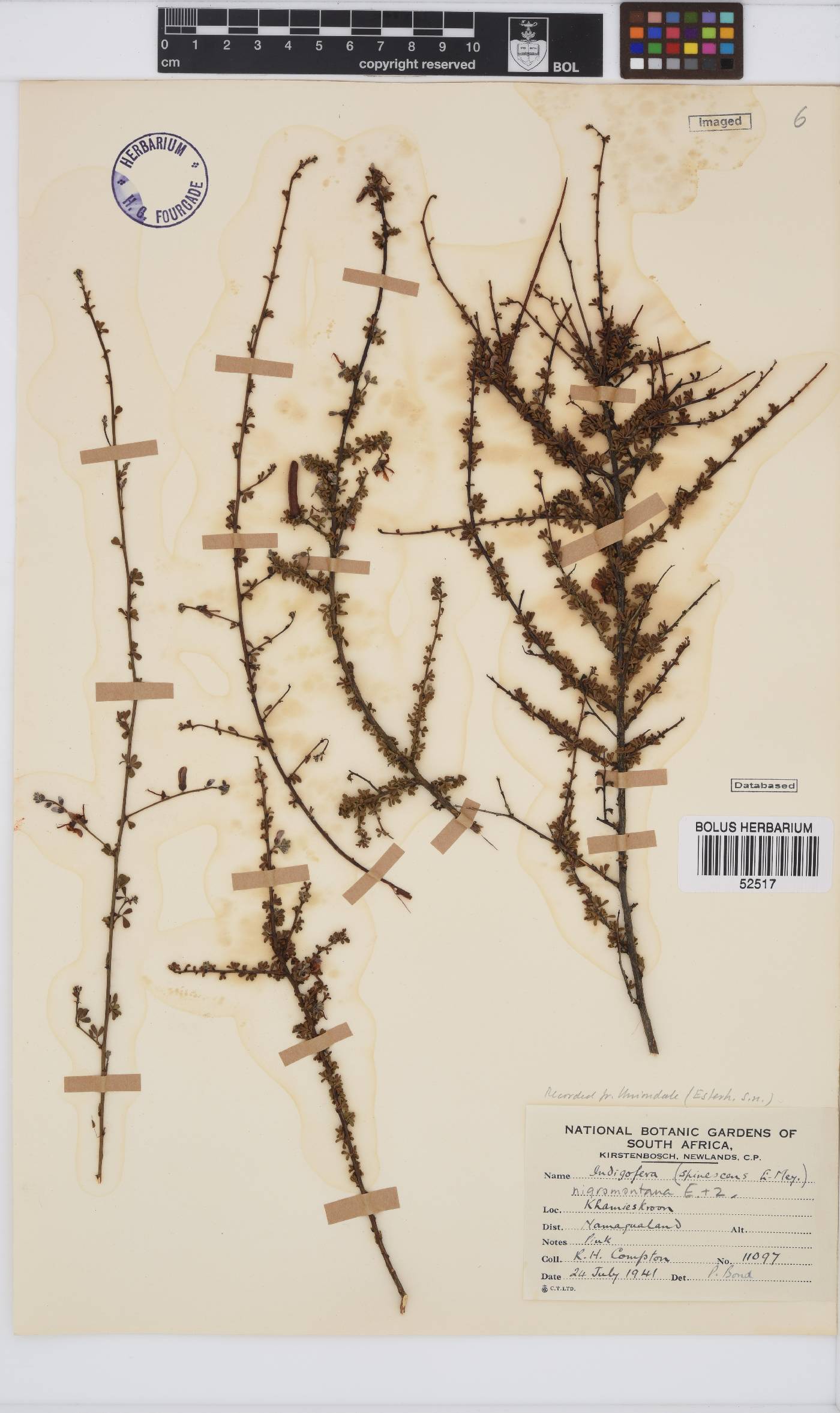 Indigofera nigromontana image