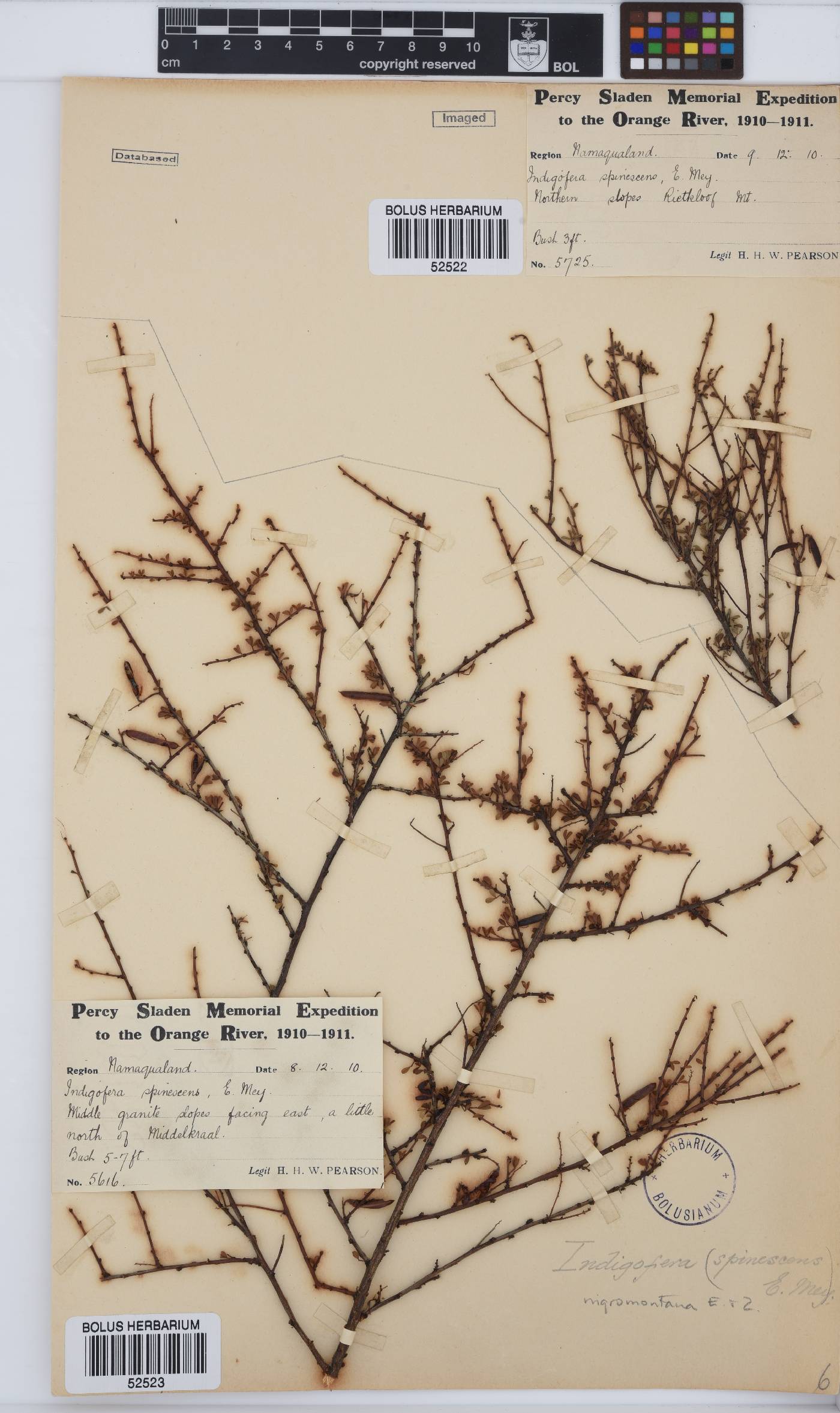 Indigofera nigromontana image