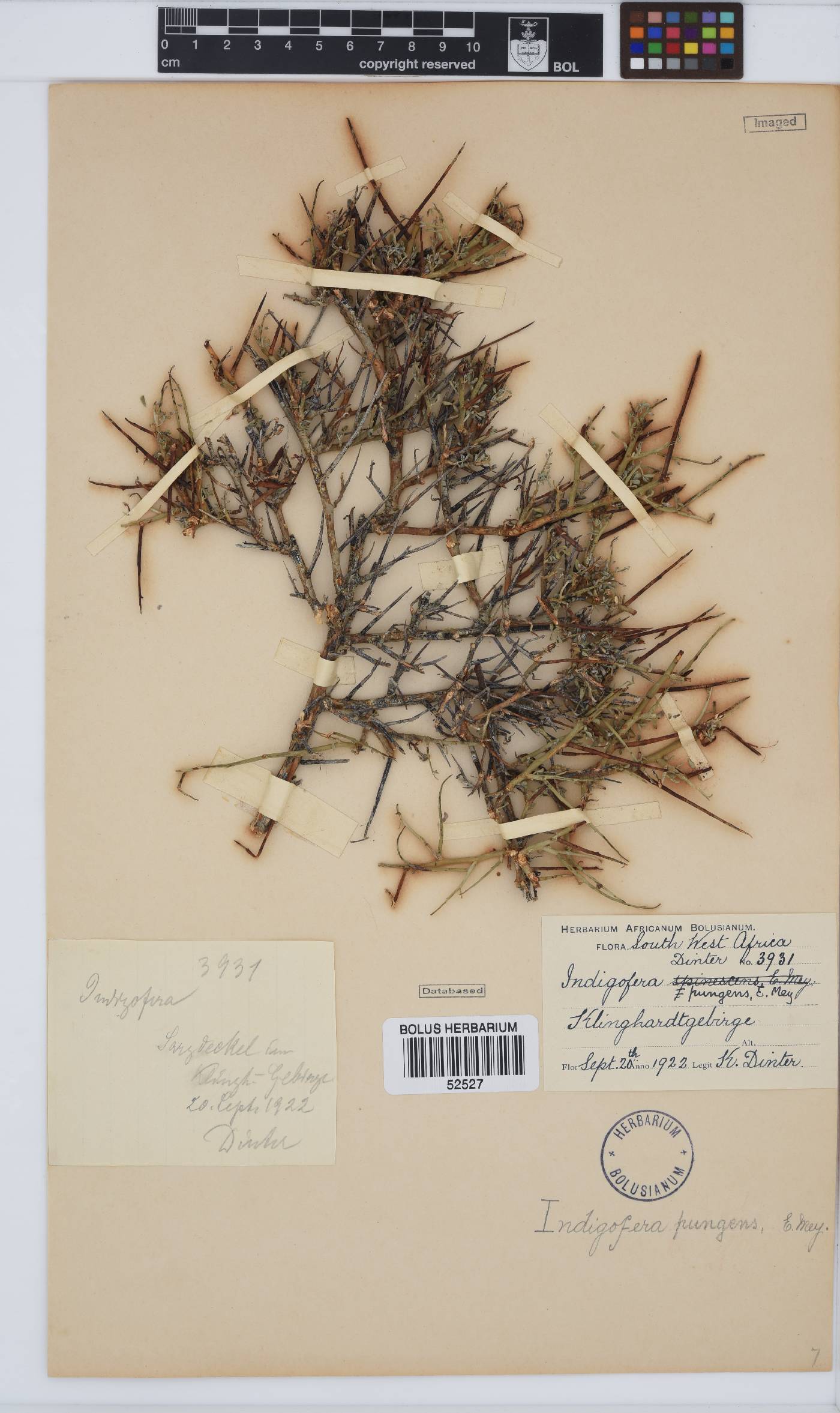 Indigofera pungens image