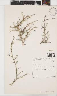 Indigofera pungens image