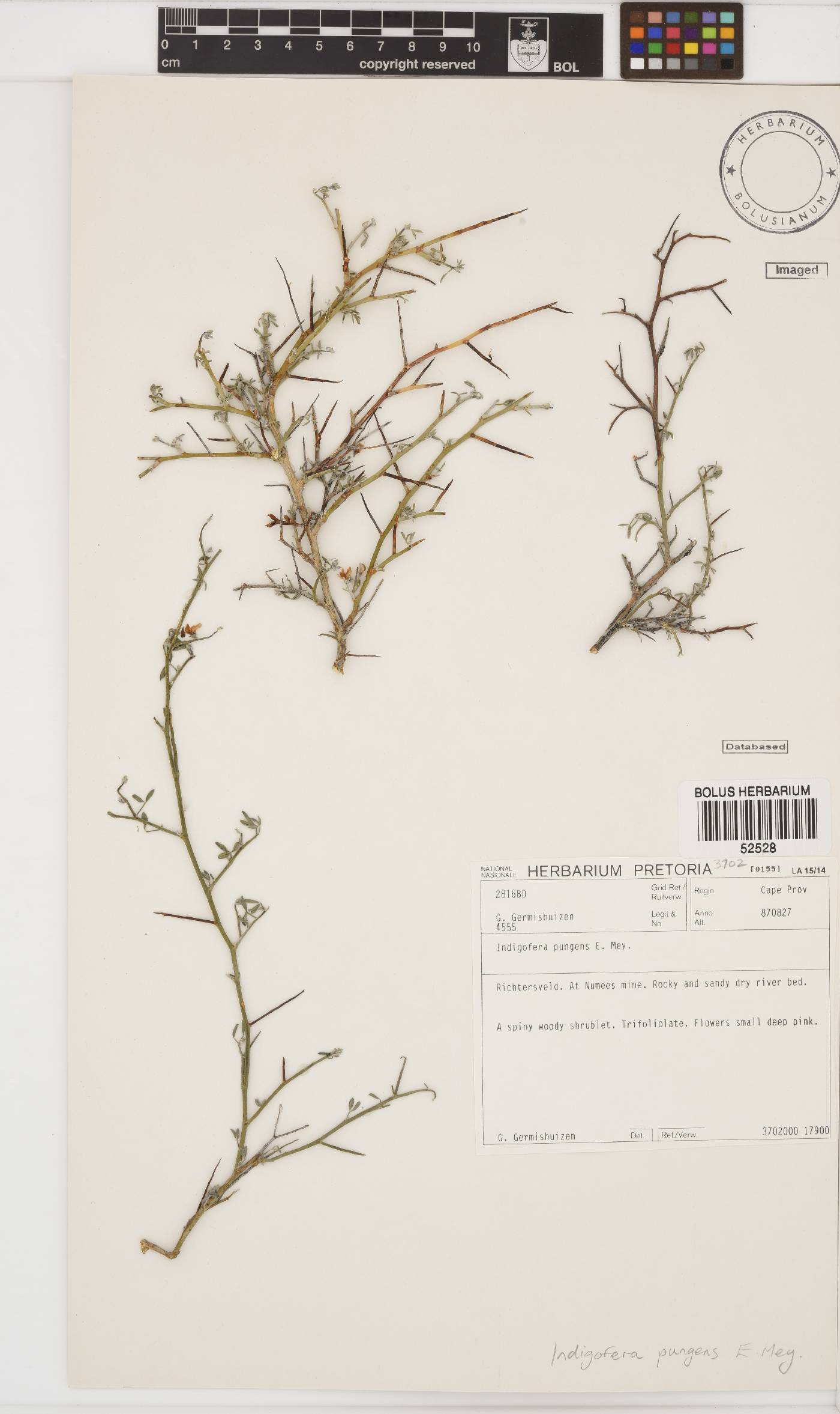 Indigofera pungens image