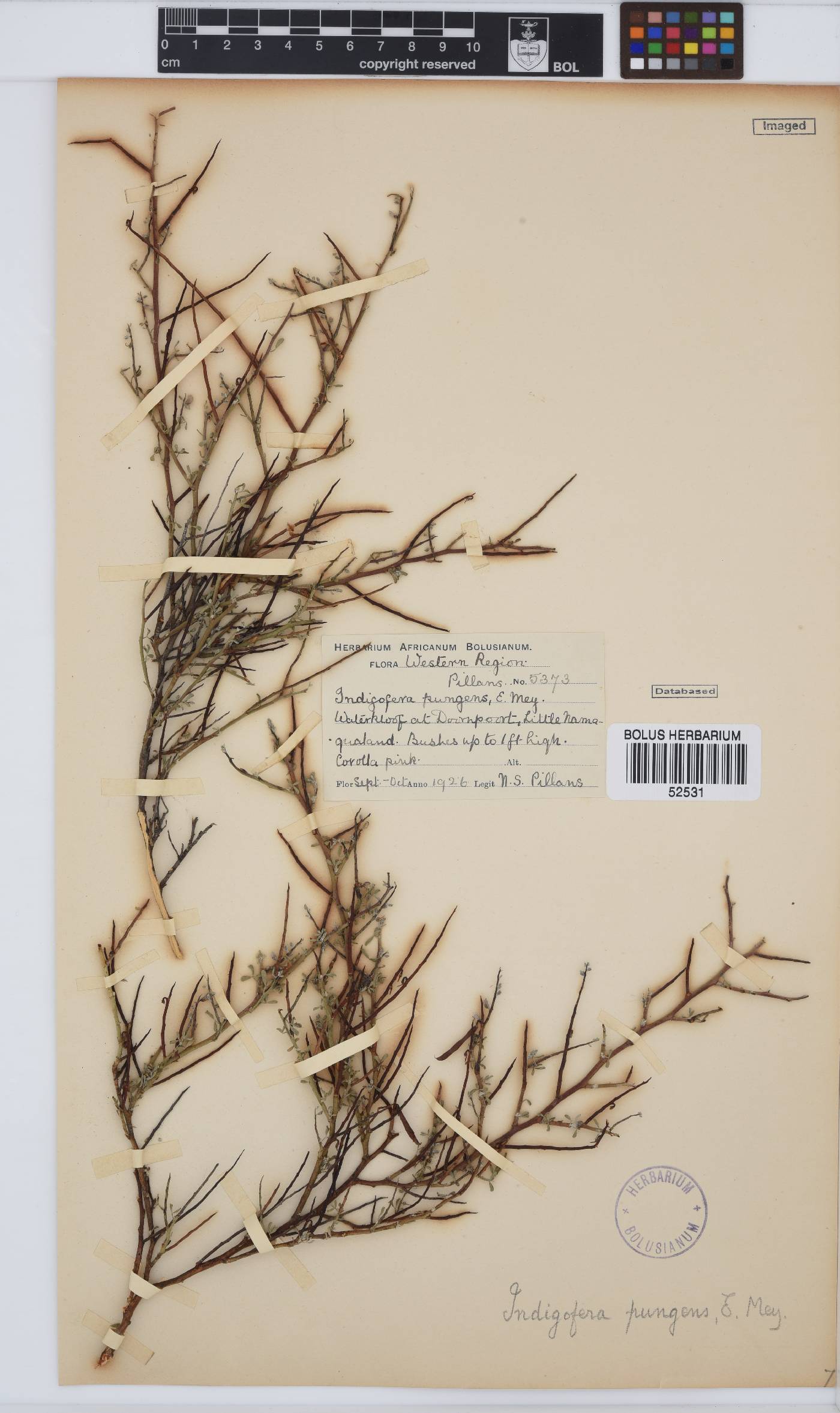 Indigofera pungens image