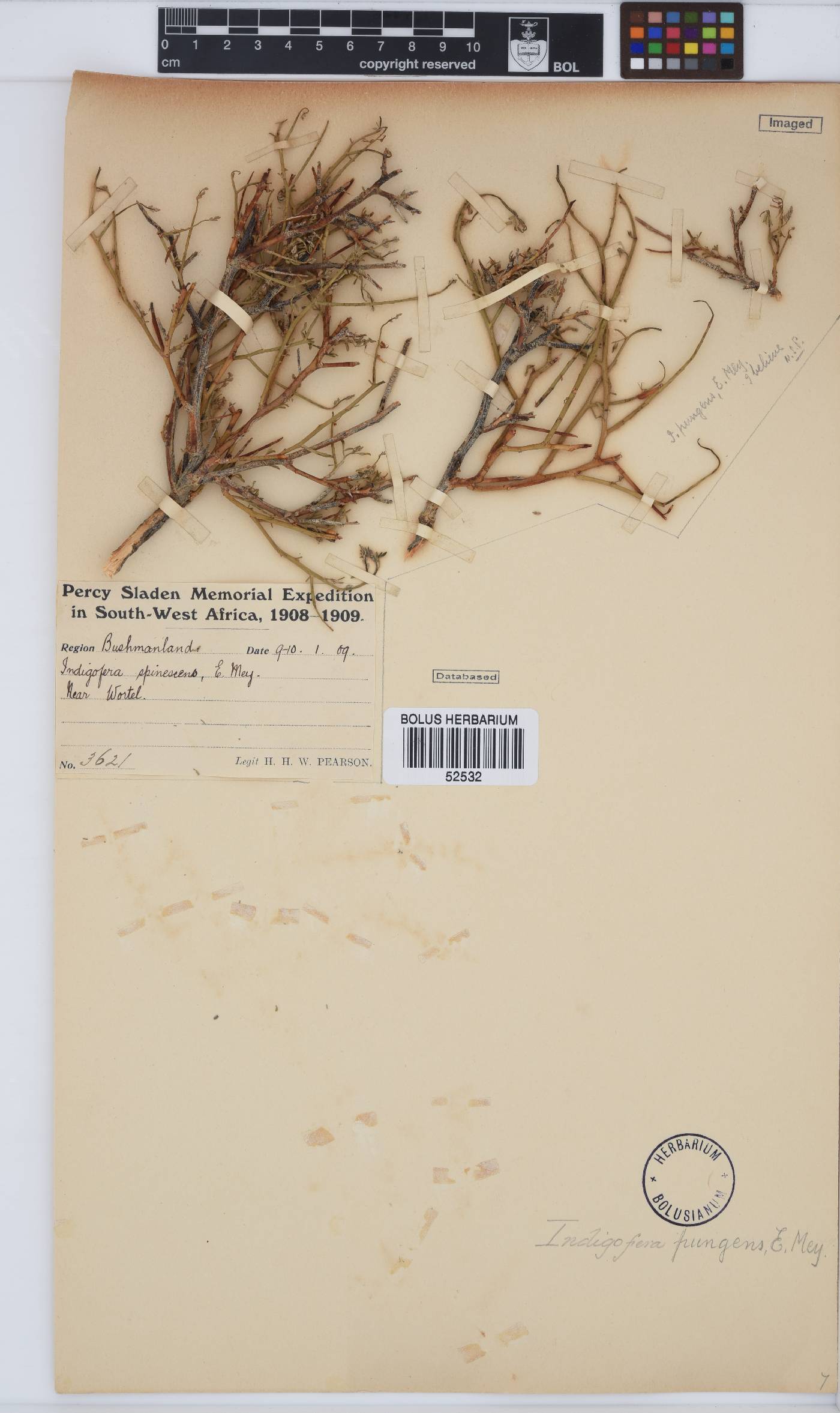 Indigofera pungens image
