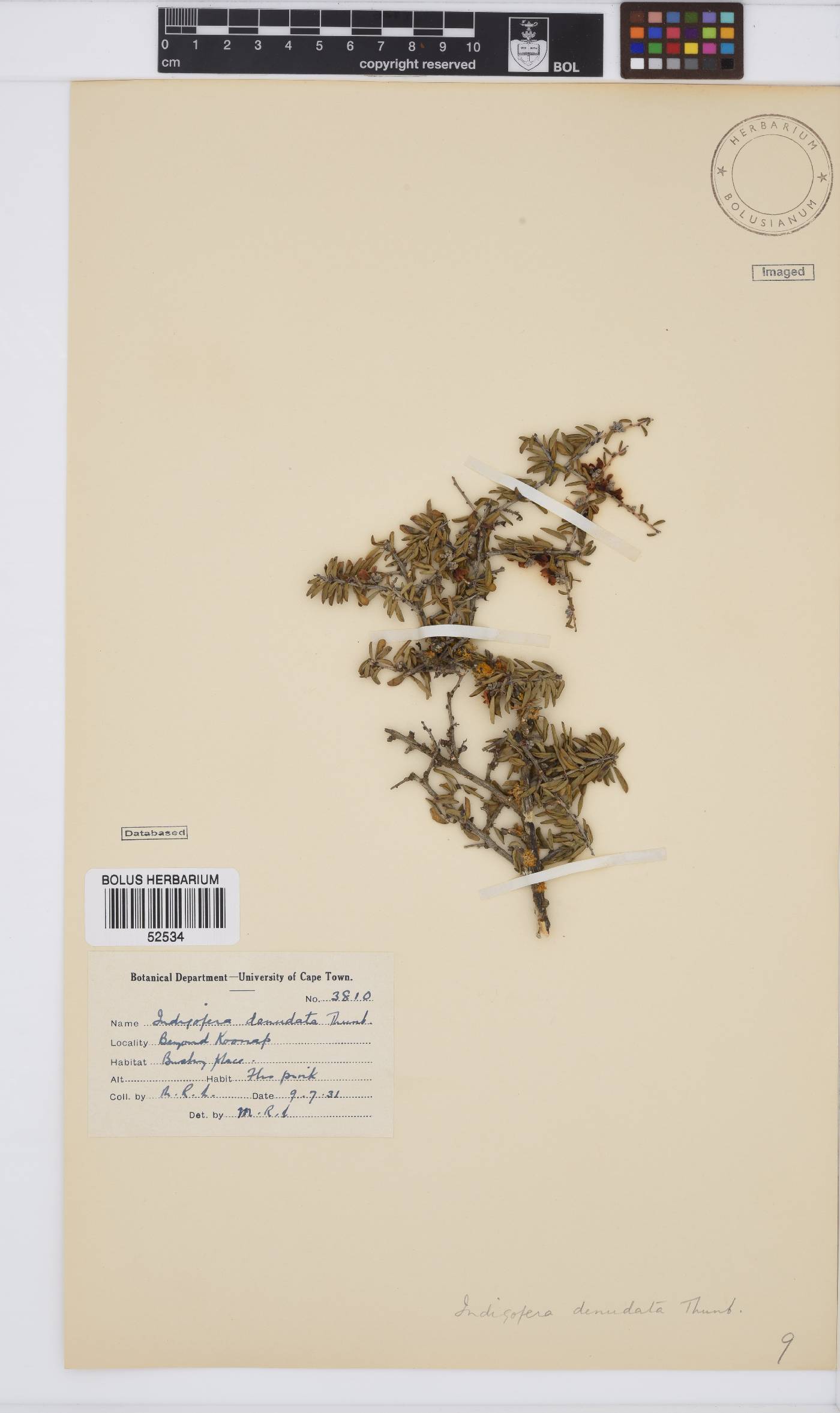 Indigofera denudata image