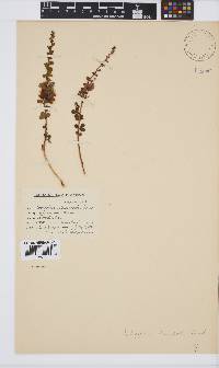 Indigofera denudata image