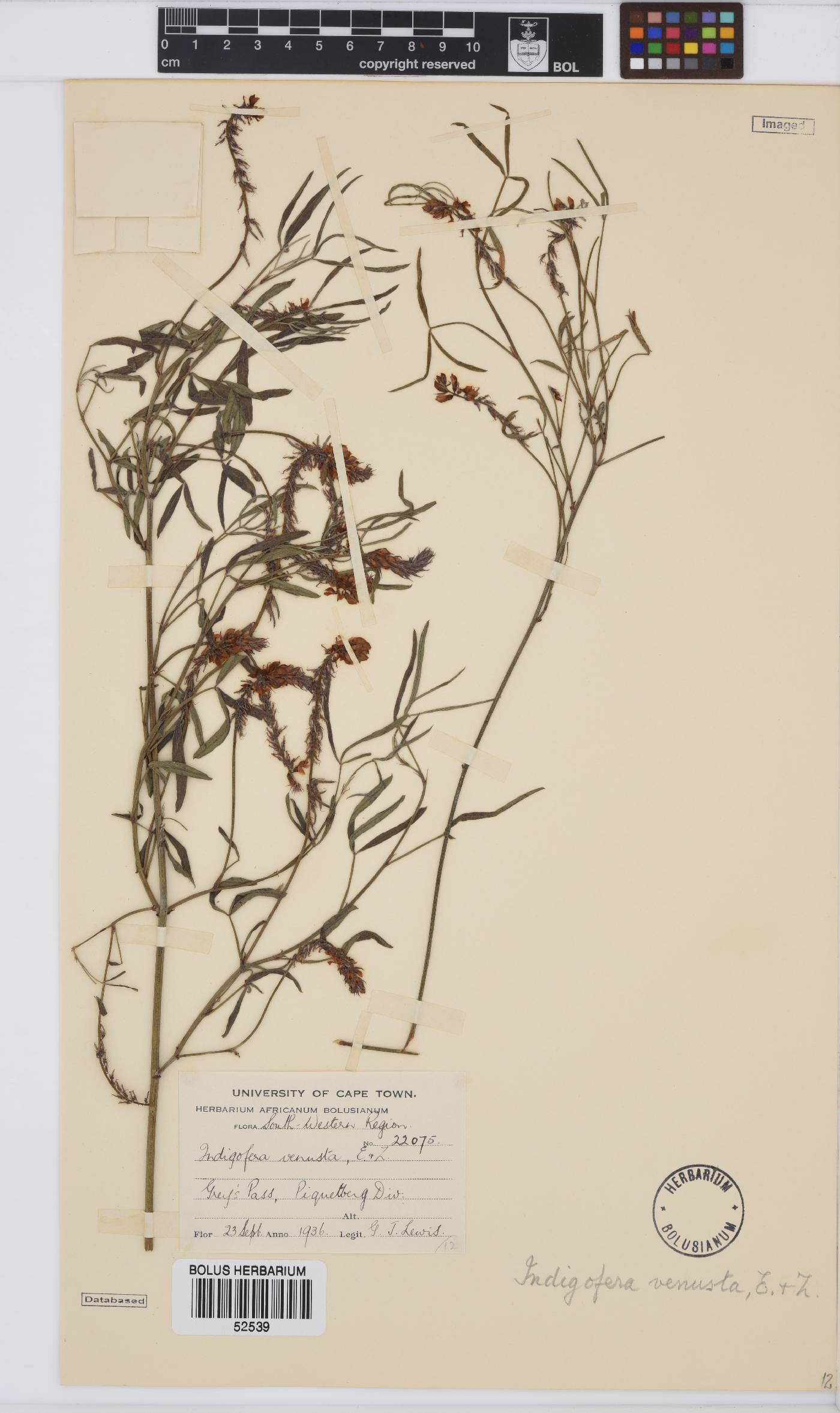 Indigofera venusta image