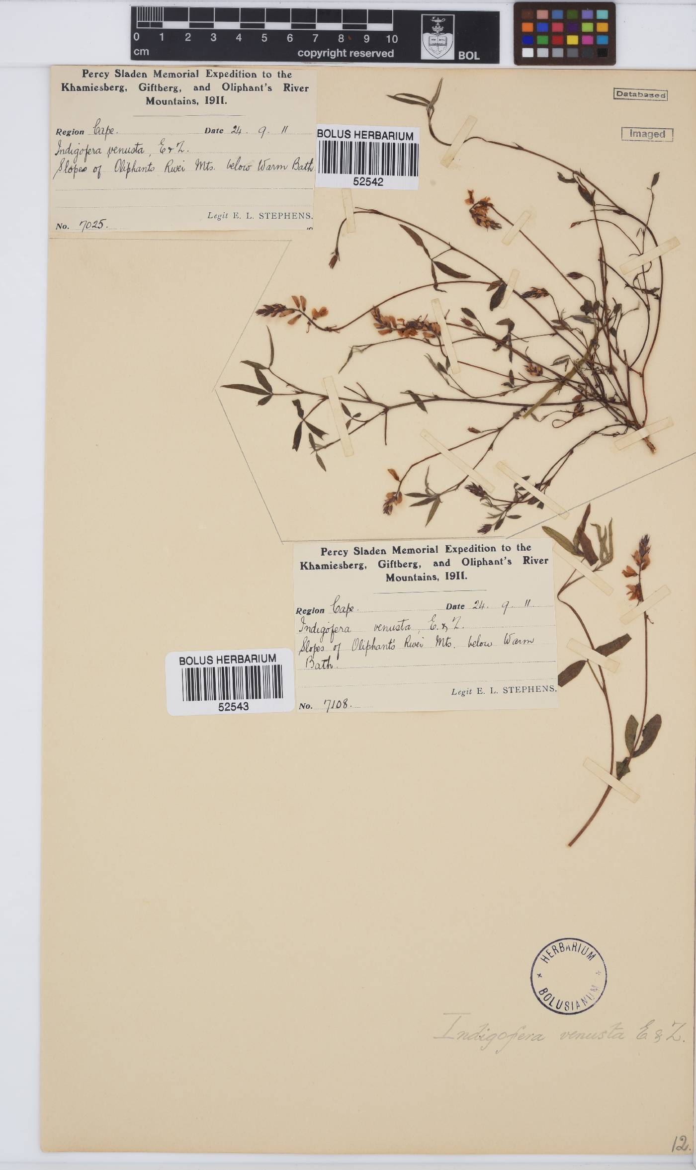 Indigofera venusta image