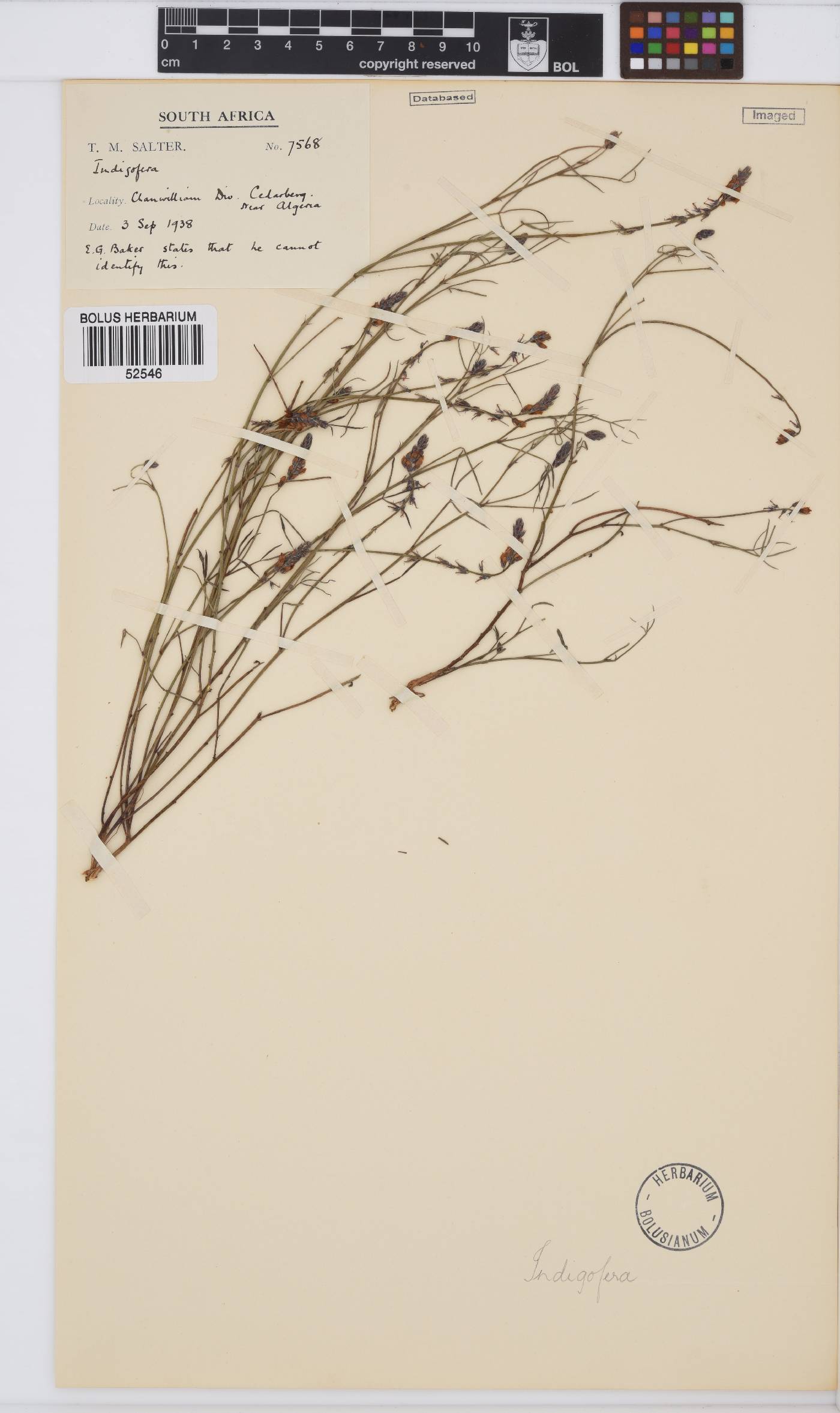 Indigofera venusta image