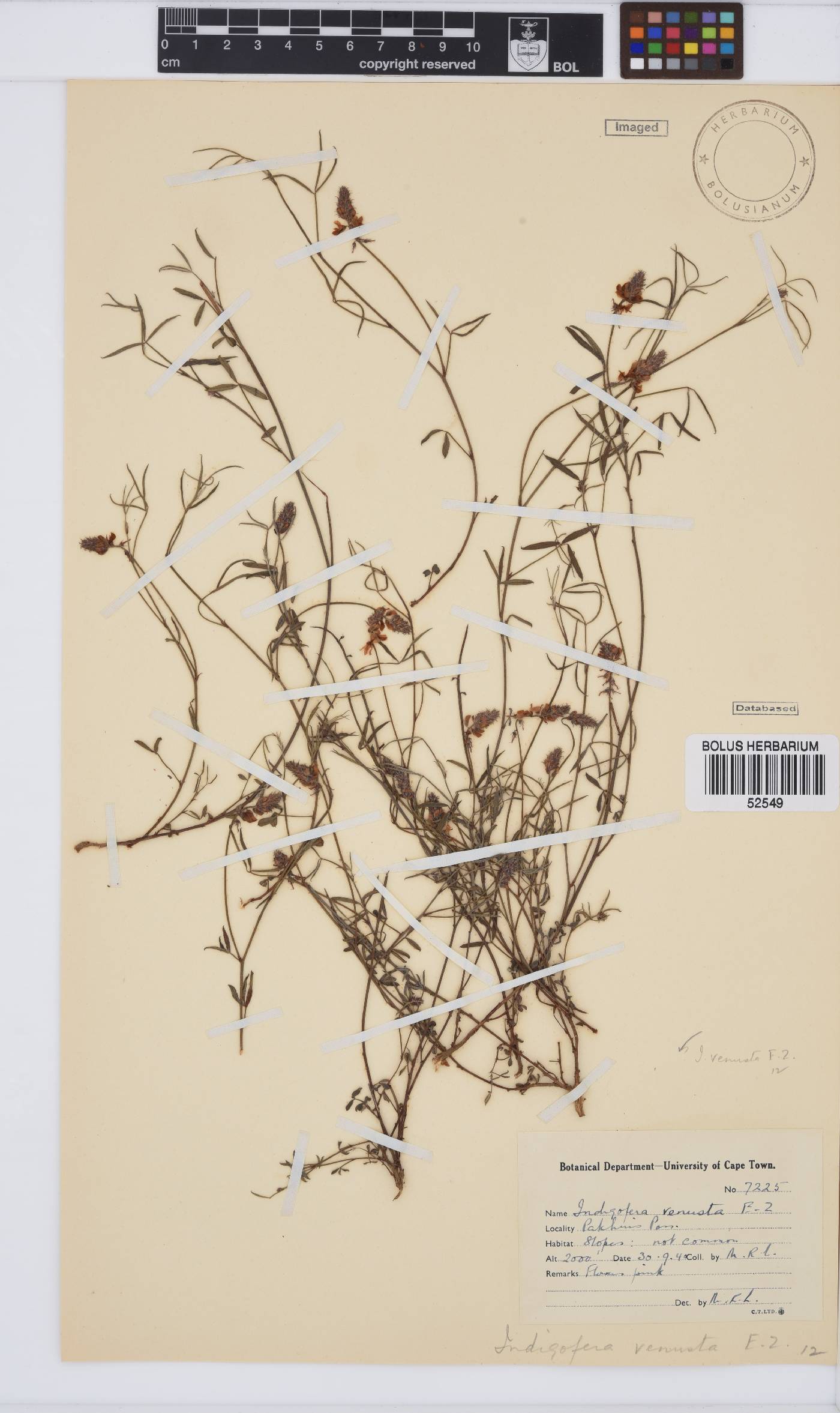 Indigofera venusta image