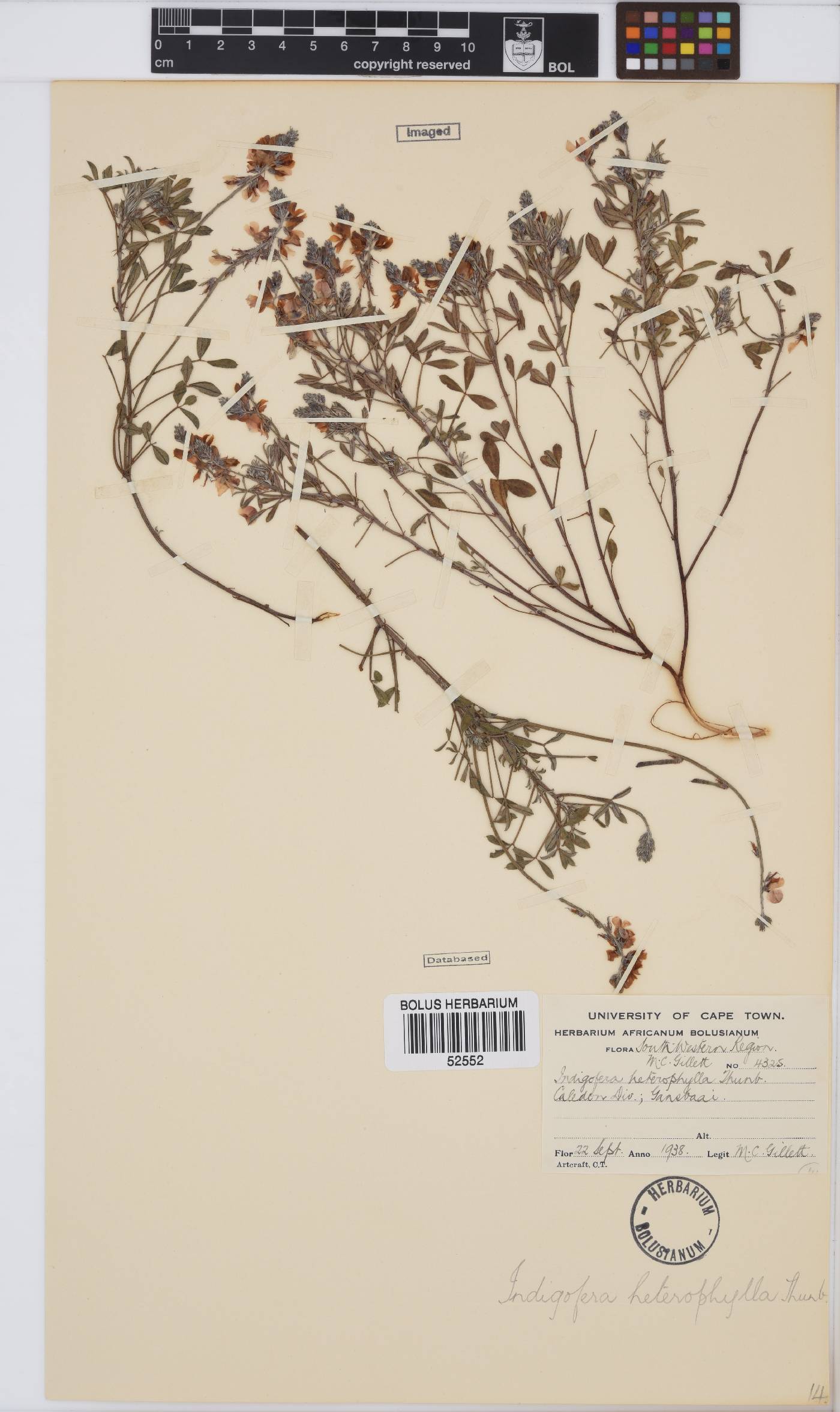 Indigofera heterophylla image