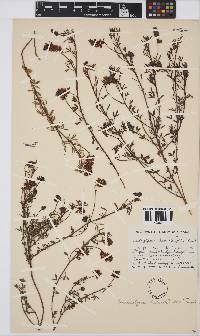 Indigofera heterophylla image