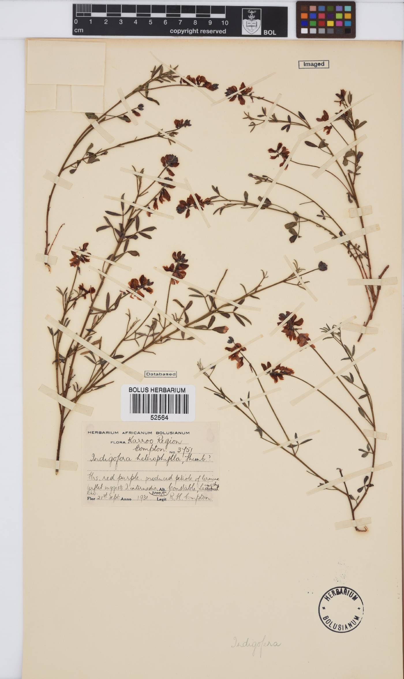 Indigofera heterophylla image